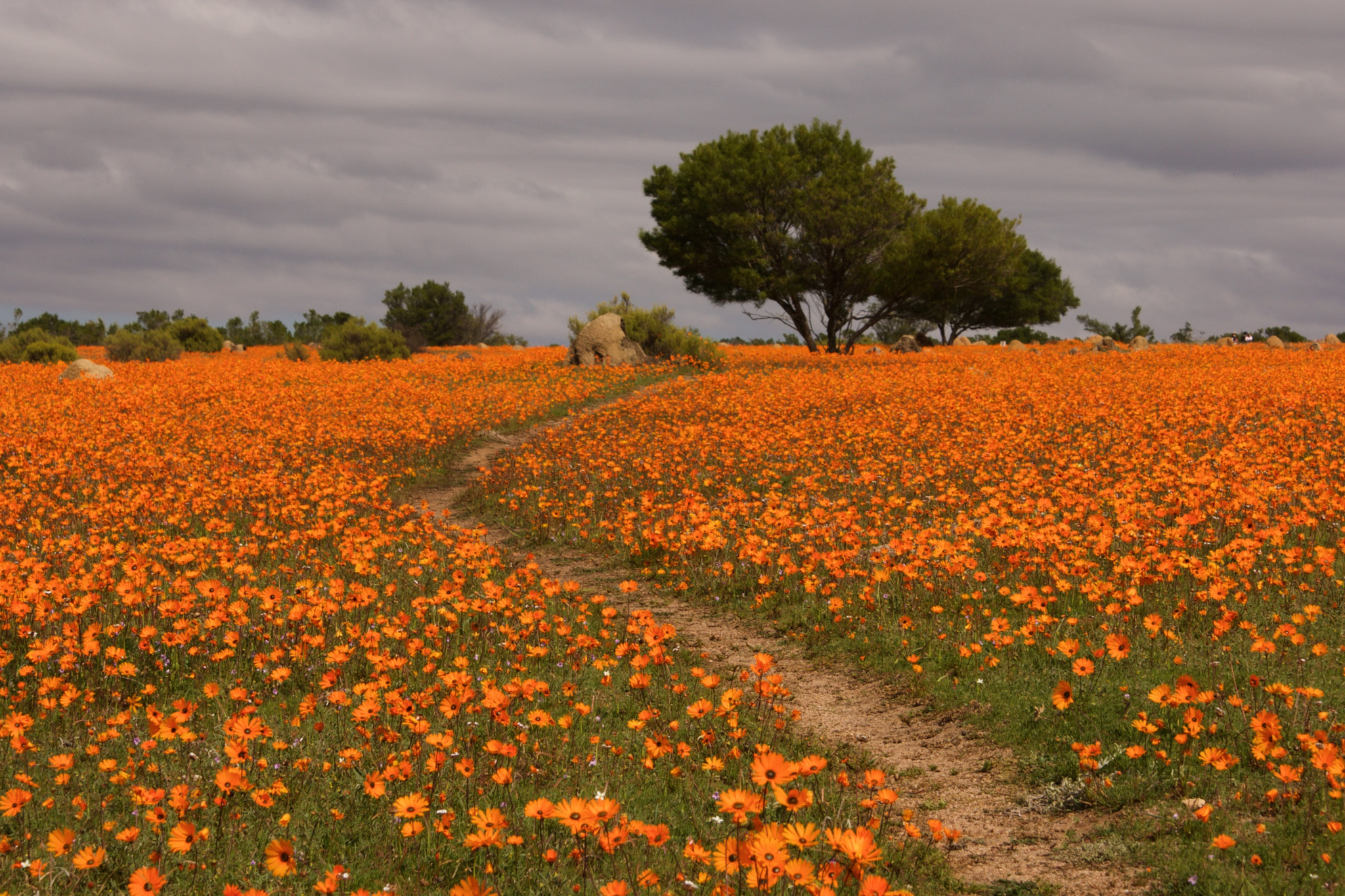 Sony Alpha DSLR-A700 sample photo. Sunny flowers, cloudy skies photography