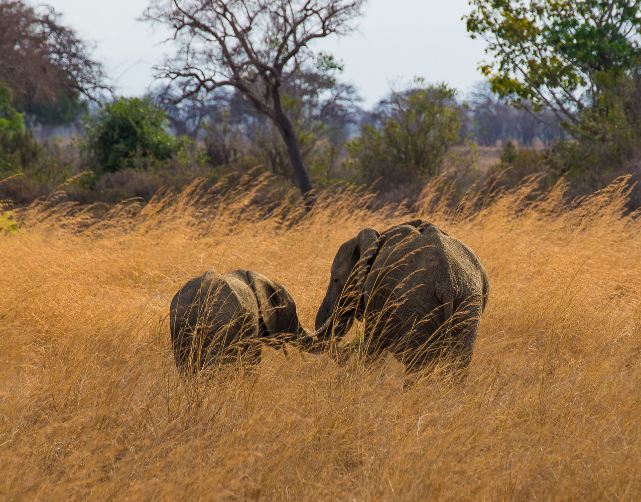Tamron SP 70-300mm F4-5.6 Di USD sample photo. Mother and child photography