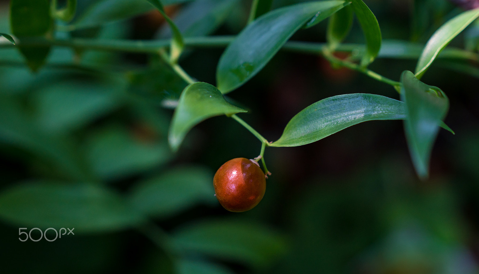 Sony a6300 + 18-35mm F1.8 DC HSM | Art 013 sample photo. Hidden jewel photography