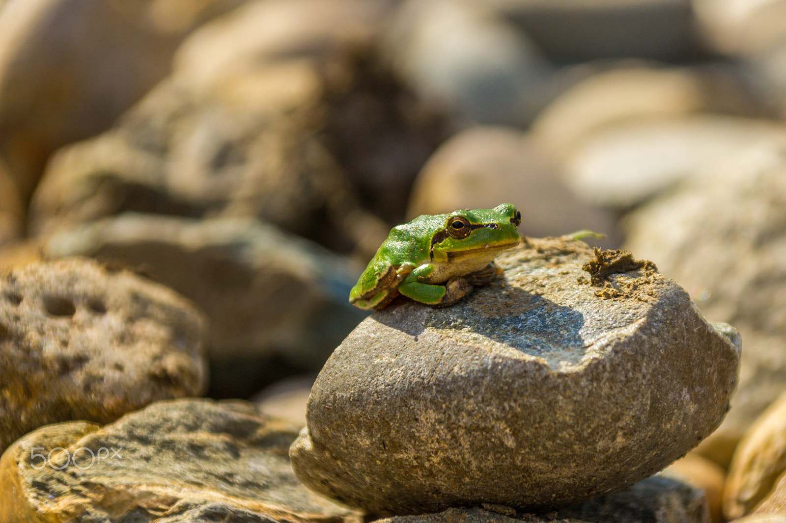 Canon EOS 600D (Rebel EOS T3i / EOS Kiss X5) + Canon TS-E 90mm F2.8 Tilt-Shift sample photo. Meditating froggy photography
