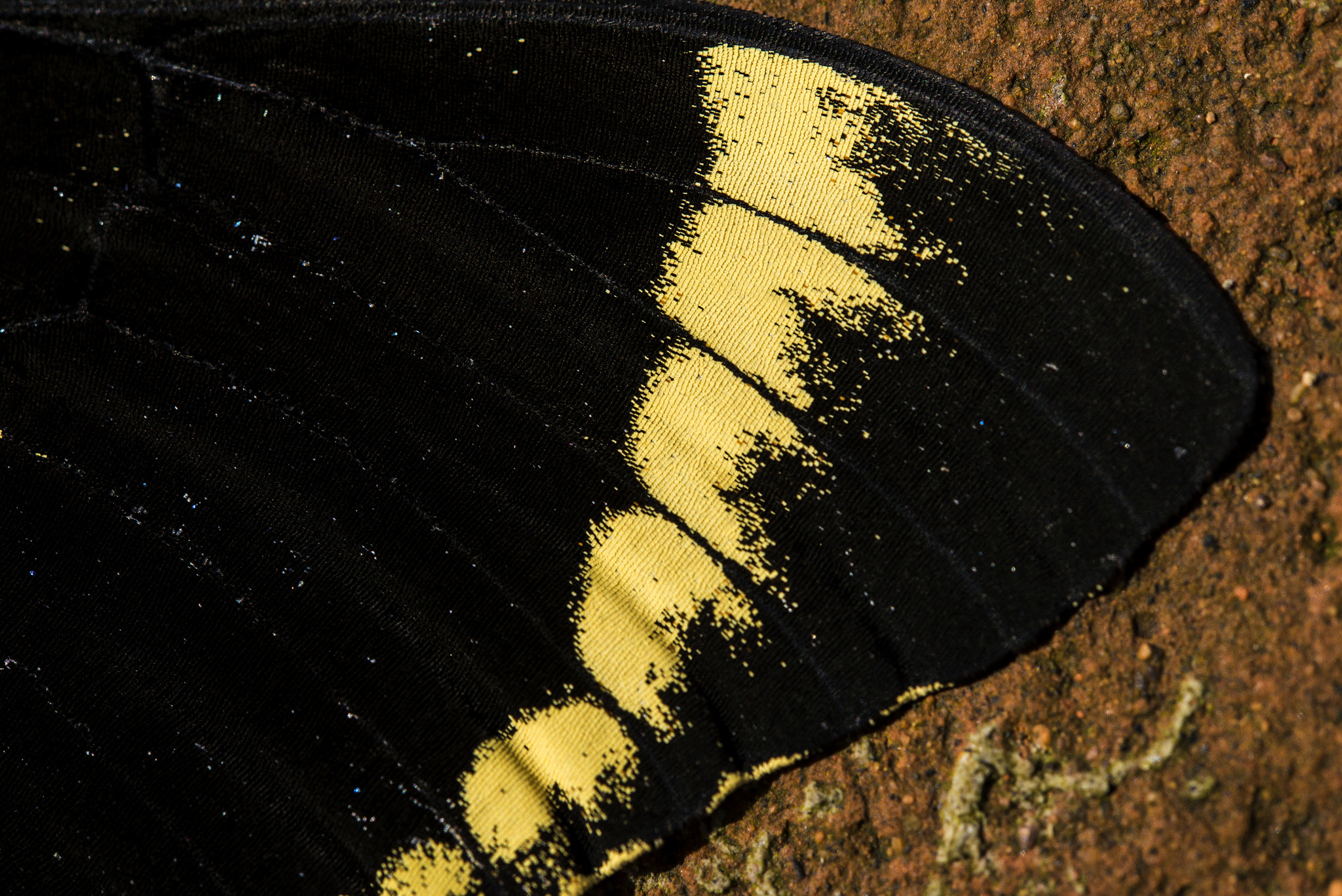 Nikon AF-S Micro-Nikkor 60mm F2.8G ED sample photo. Butterfly wing photography
