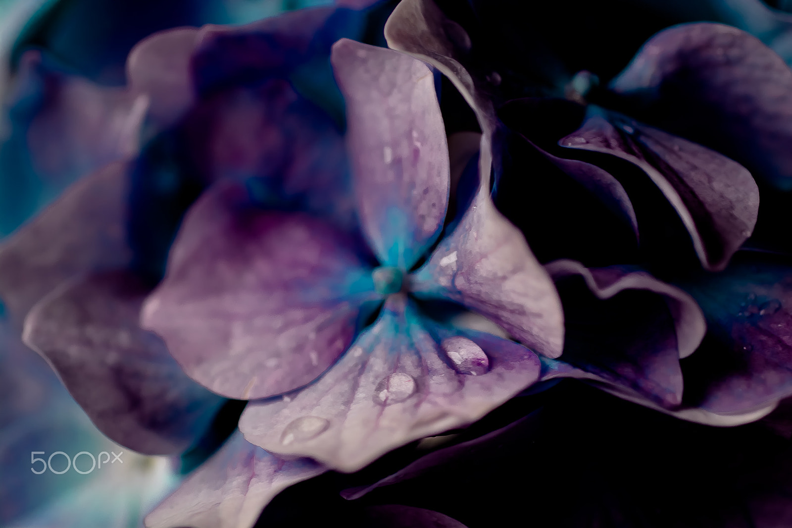 Nikon D5200 + AF Micro-Nikkor 60mm f/2.8 sample photo. Violet photography