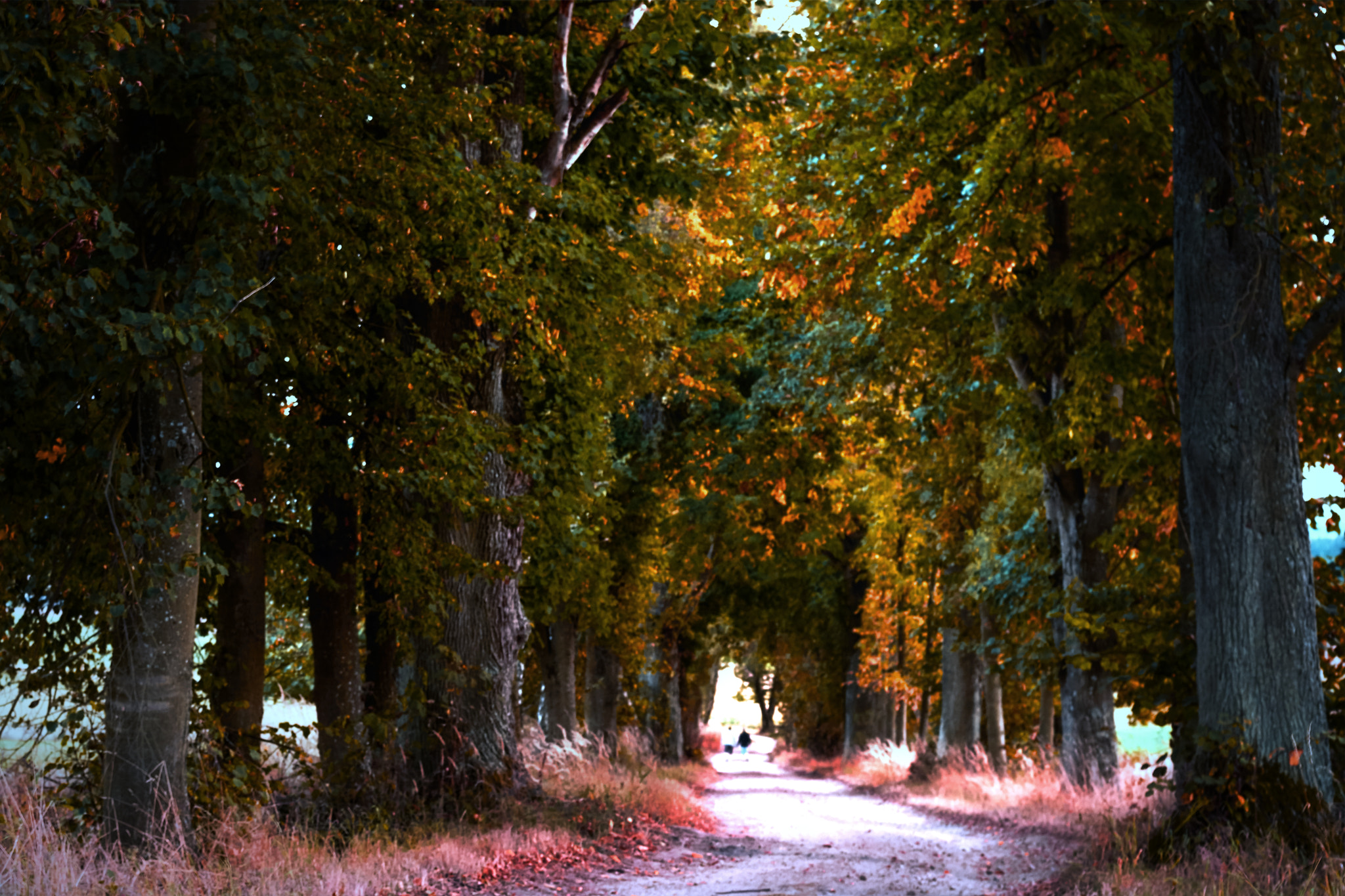 Nikon AF-S Nikkor 50mm F1.8G sample photo. The path of glory photography