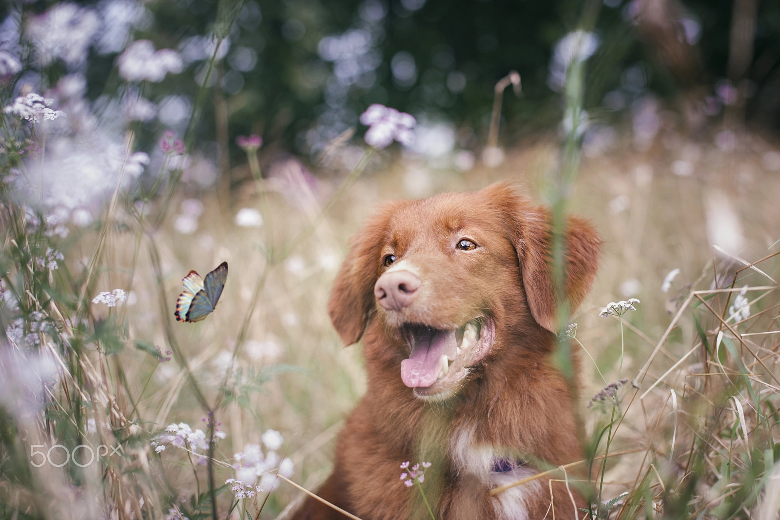 Nikon D3 + Sigma 50mm F1.4 EX DG HSM sample photo. A new [small] friend photography