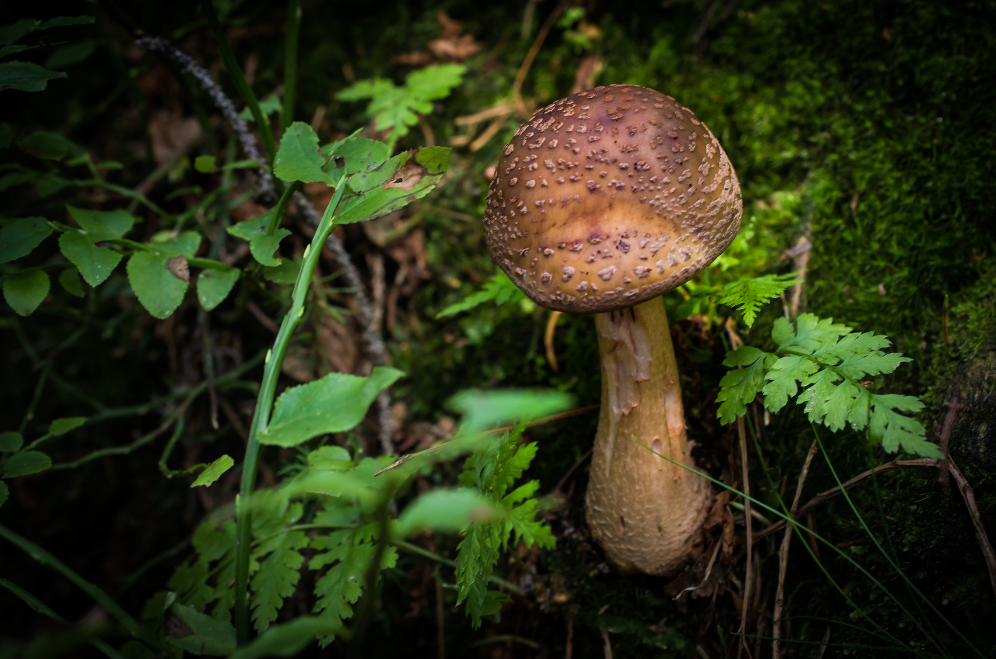 Pentax K-5 + smc PENTAX-F MACRO 50mm F2.8 sample photo. Mushroom in the light photography