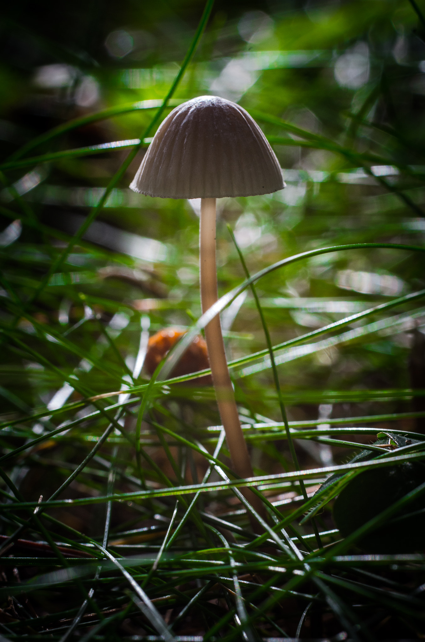 Pentax K-5 + smc PENTAX-F MACRO 50mm F2.8 sample photo. Mushroom in the light photography