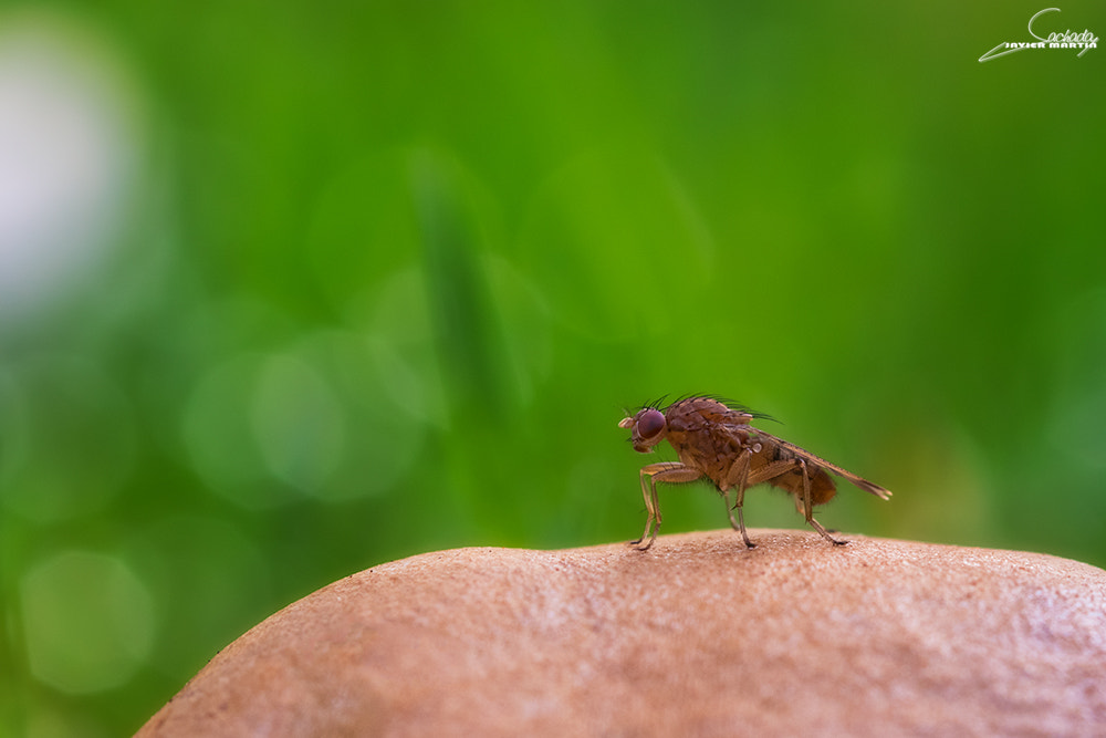 Canon EOS 80D + Canon EF 100mm F2.8L Macro IS USM sample photo. Mosquita photography