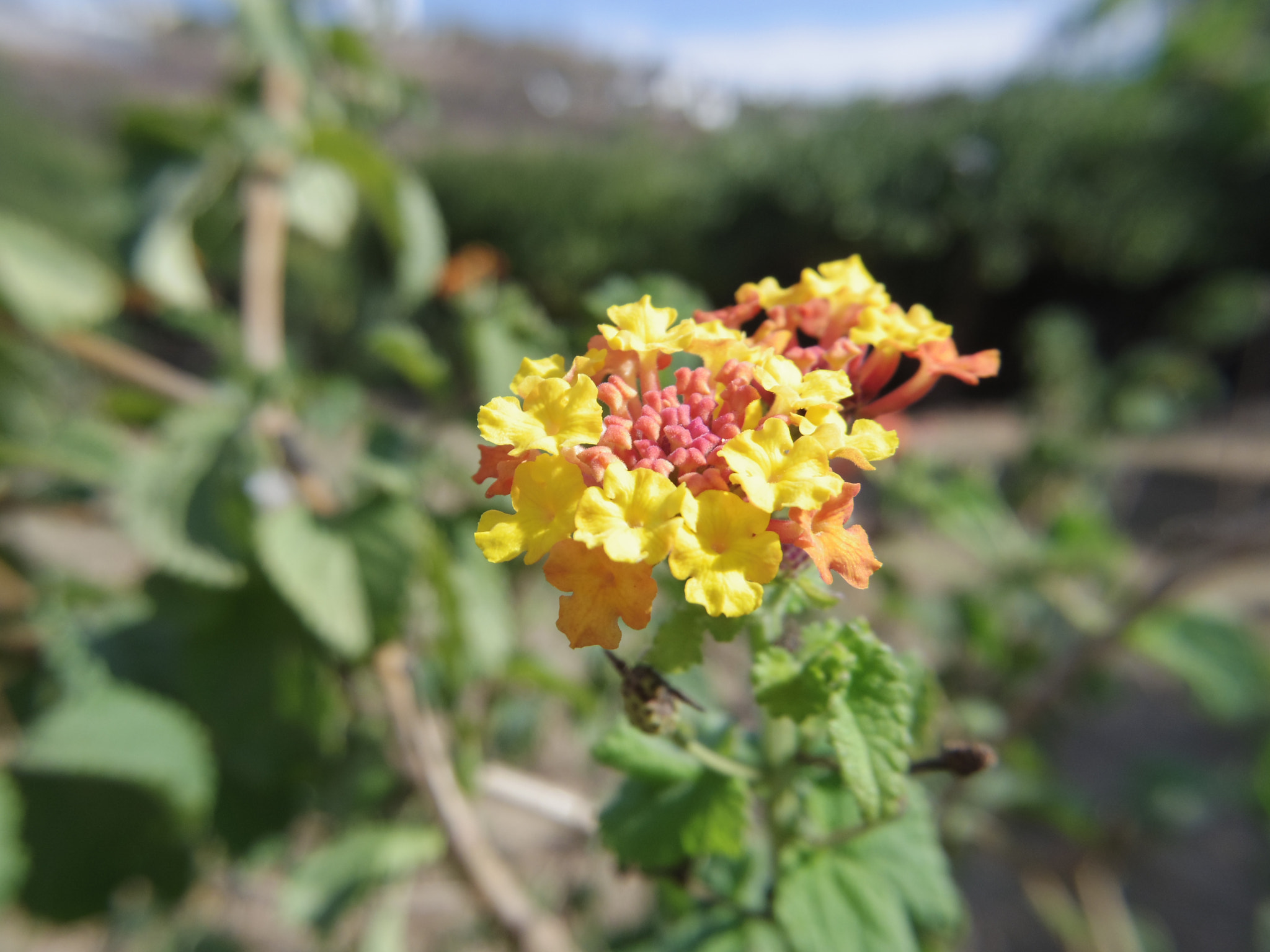 Pentax 02 Standard Zoom sample photo. Lantana photography