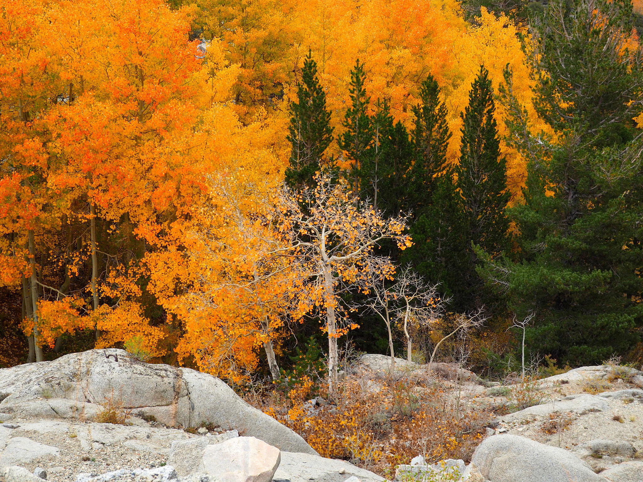 Olympus M.Zuiko Digital ED 14-42mm F3.5-5.6 sample photo. Fall in eastern sierras photography