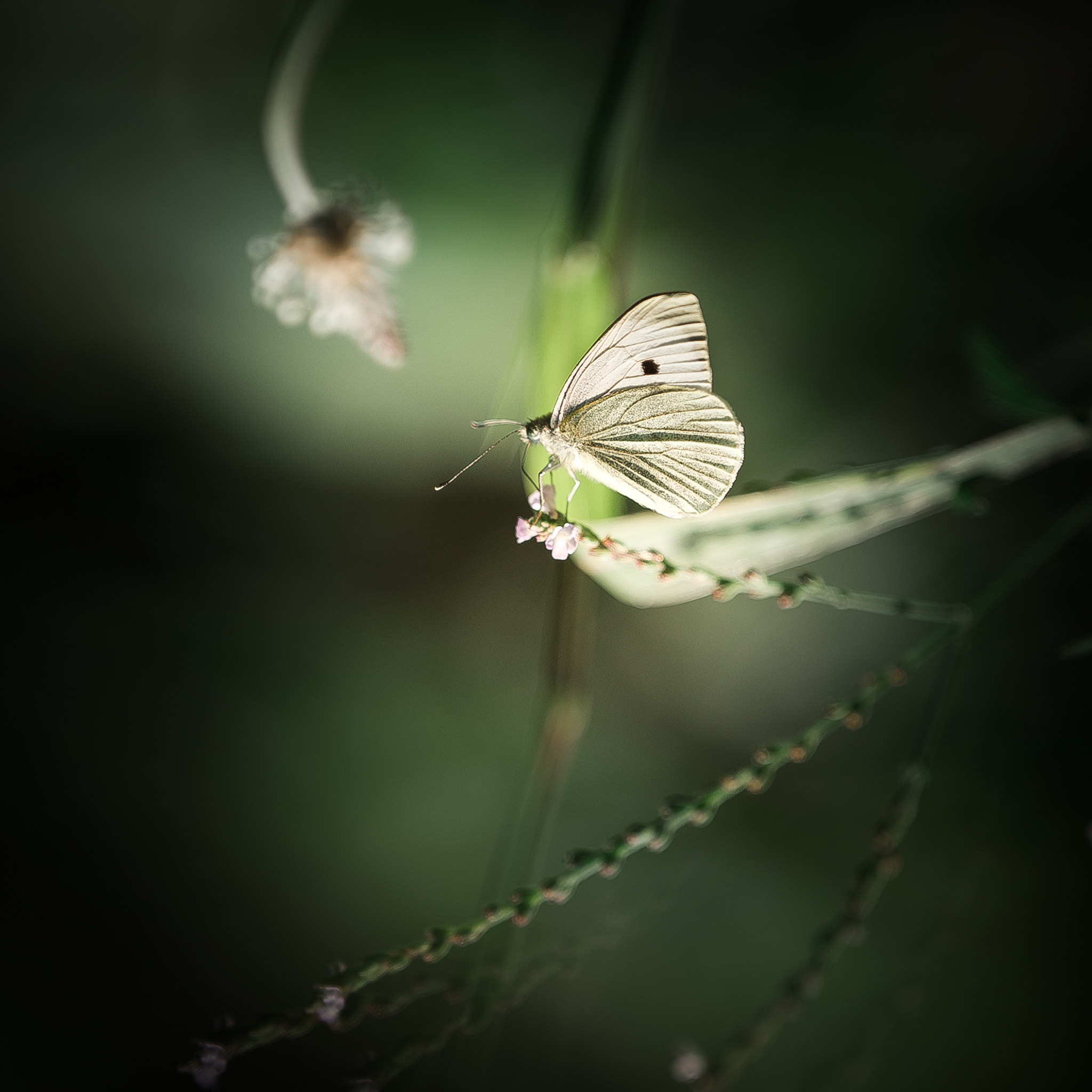 Nikon AF-S Nikkor 200mm F2G ED-IF VR sample photo. Green pilot photography