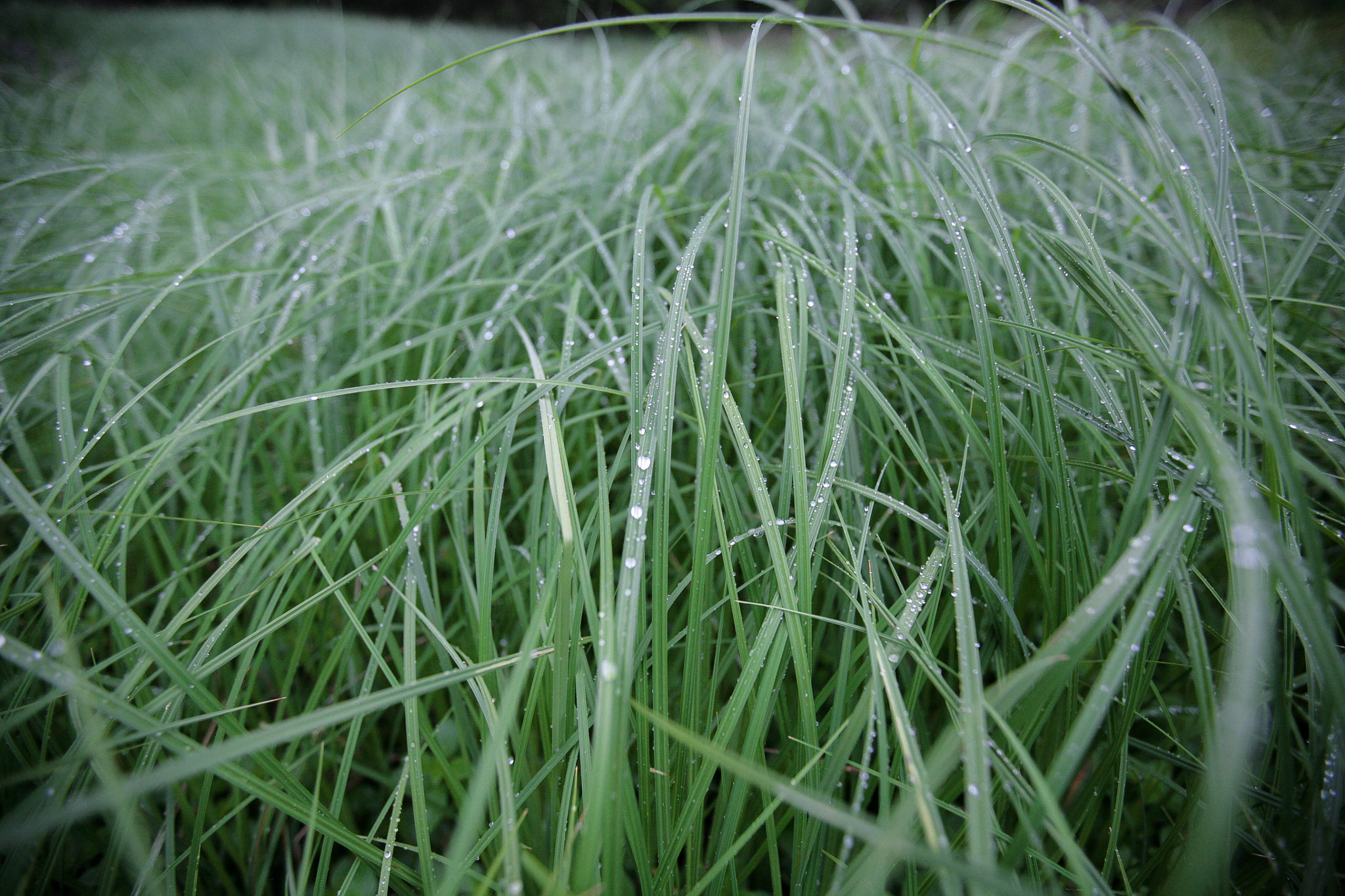 Canon EF 16-35mm F2.8L II USM sample photo. Wallpaper photography