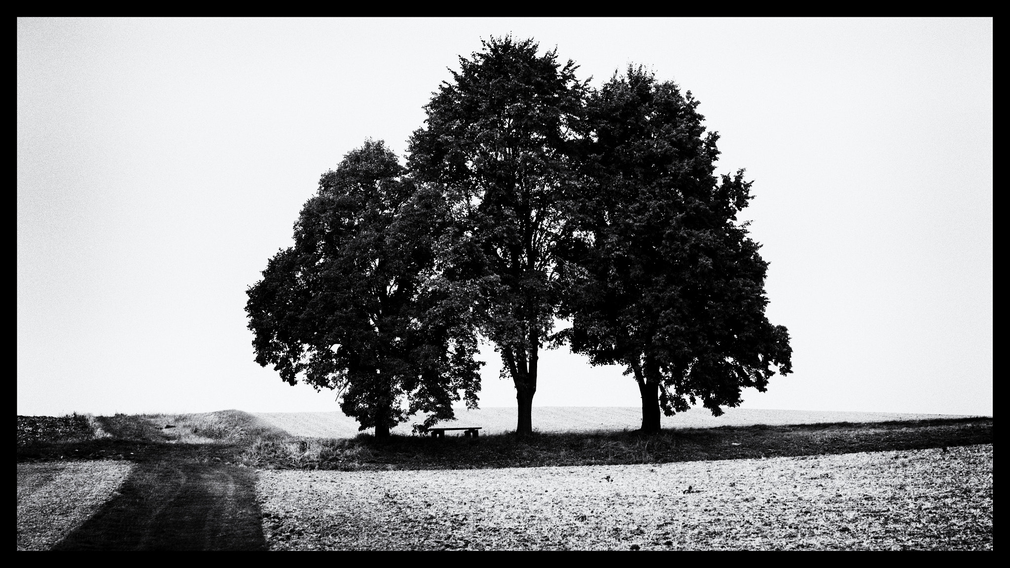 Sigma 70-200mm F2.8 EX DG OS HSM sample photo. My trees september mk3 photography