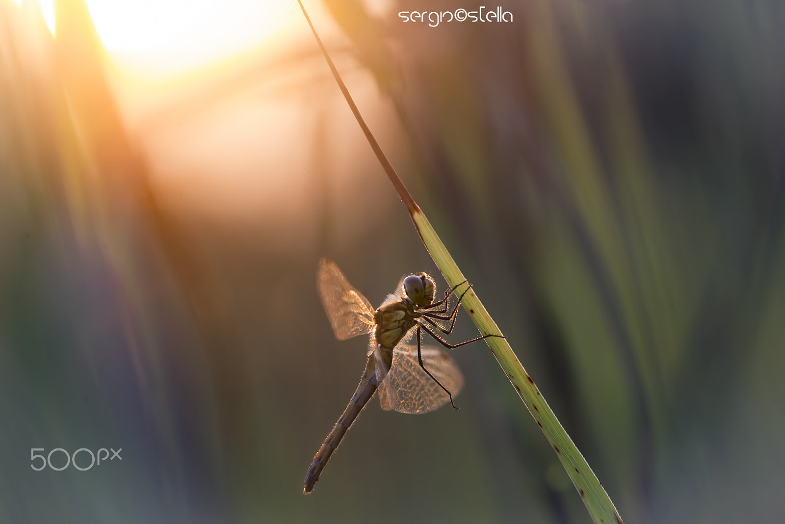 Nikon D610 + Sigma 150mm F2.8 EX DG Macro HSM sample photo. In the meadow at sunset______ photography