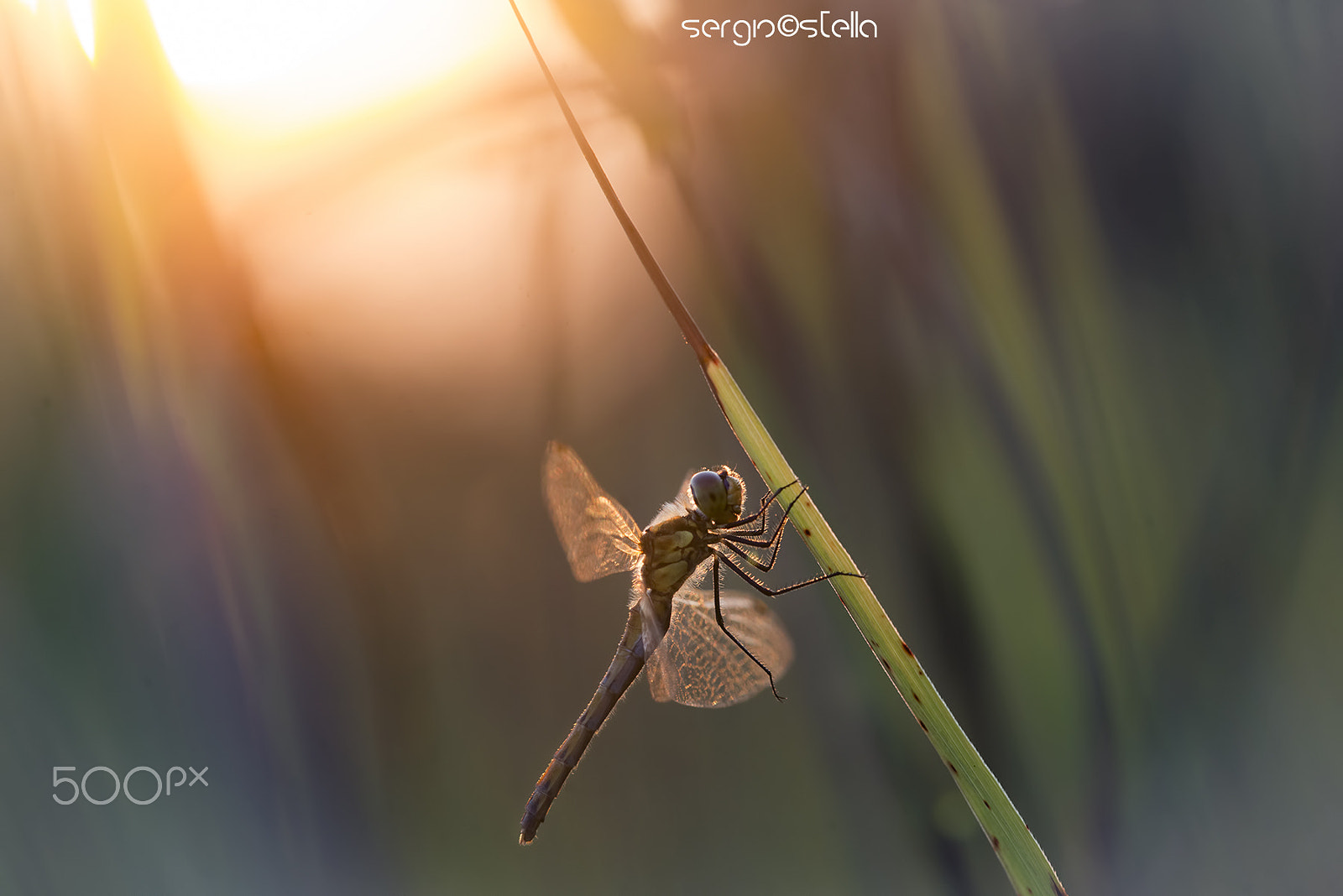 Sigma 150mm F2.8 EX DG Macro HSM sample photo. In the meadow at sunset______ photography
