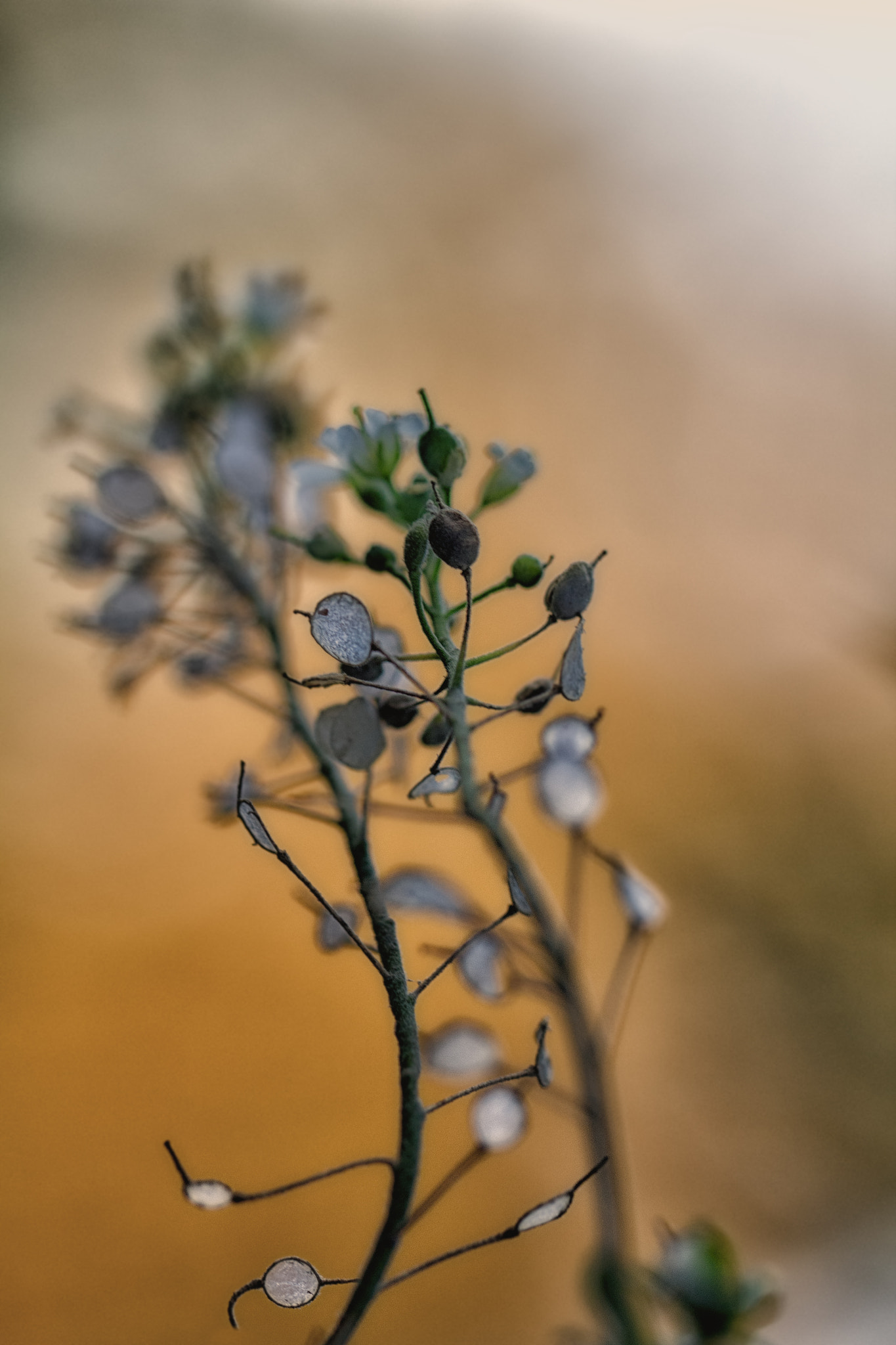 Canon EOS 60D + Canon EF 100mm F2.8L Macro IS USM sample photo. Mg photography
