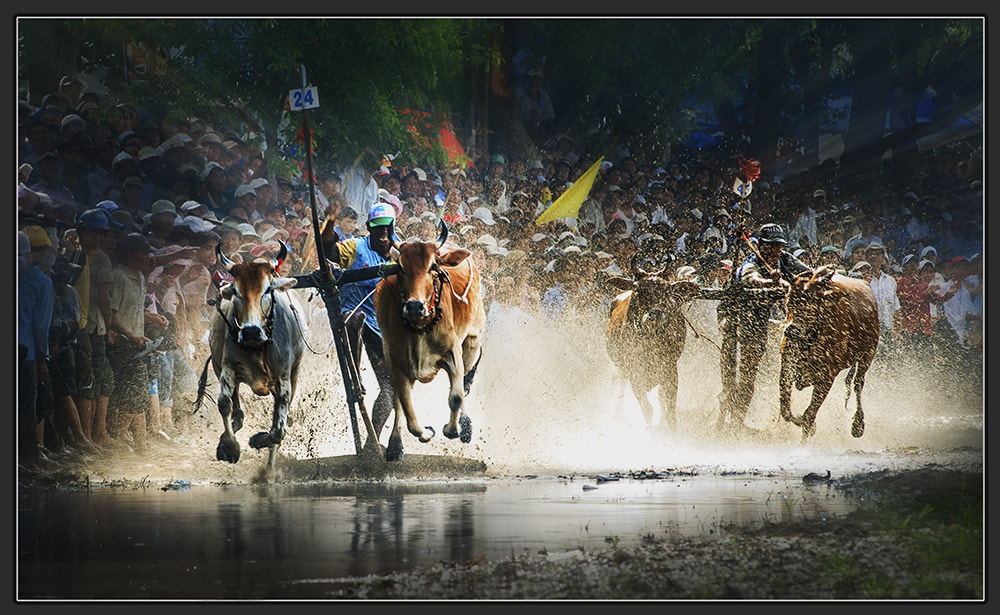 AF Zoom-Nikkor 80-200mm f/2.8 ED sample photo. Cow race festival photography