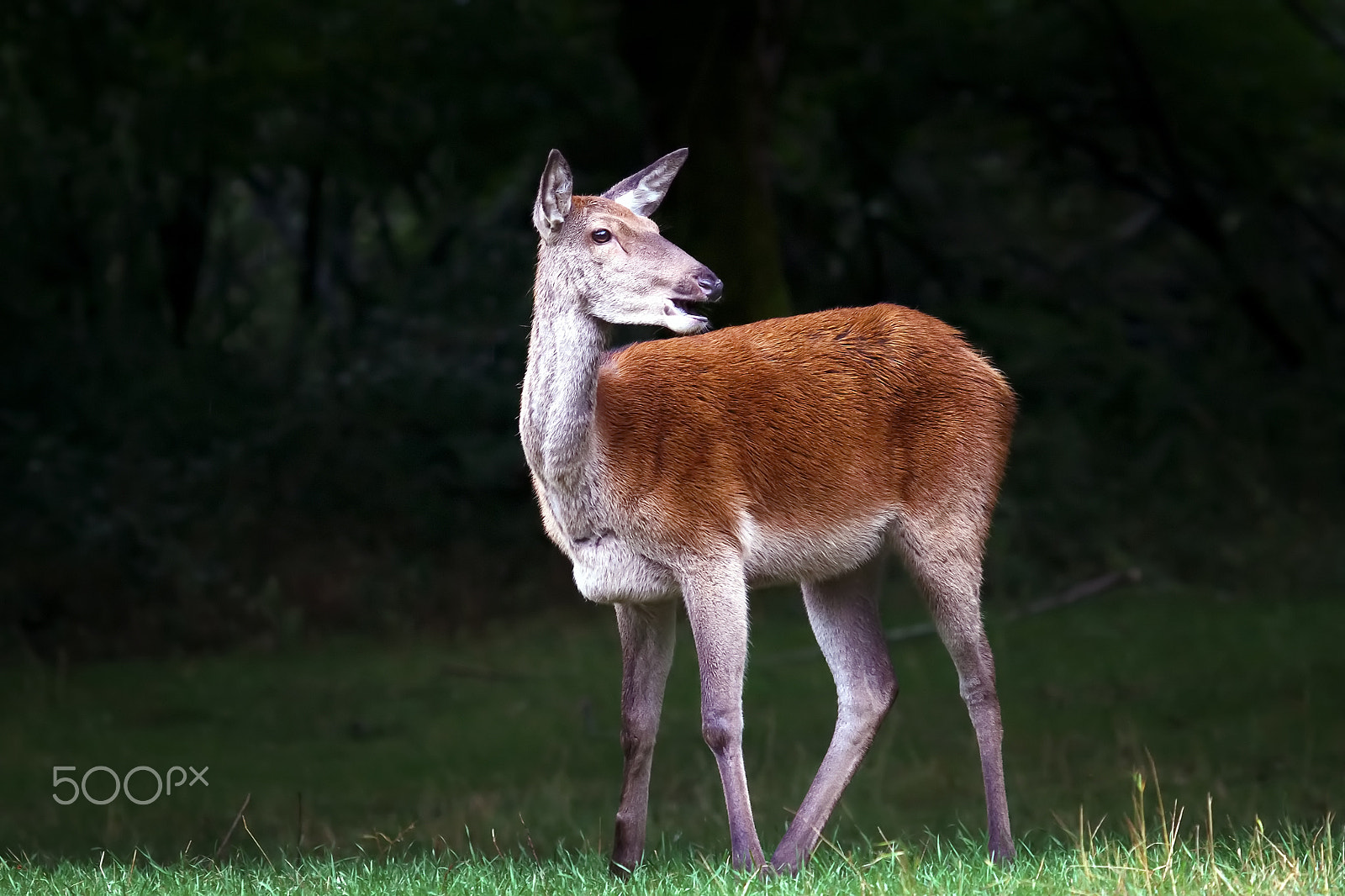 Canon EOS 5D Mark II sample photo. Small deer draws mother's attention photography