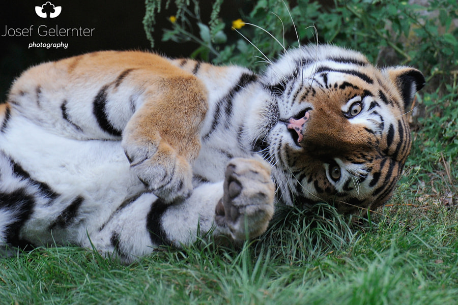Nikon D3S sample photo. Kitty cat photography