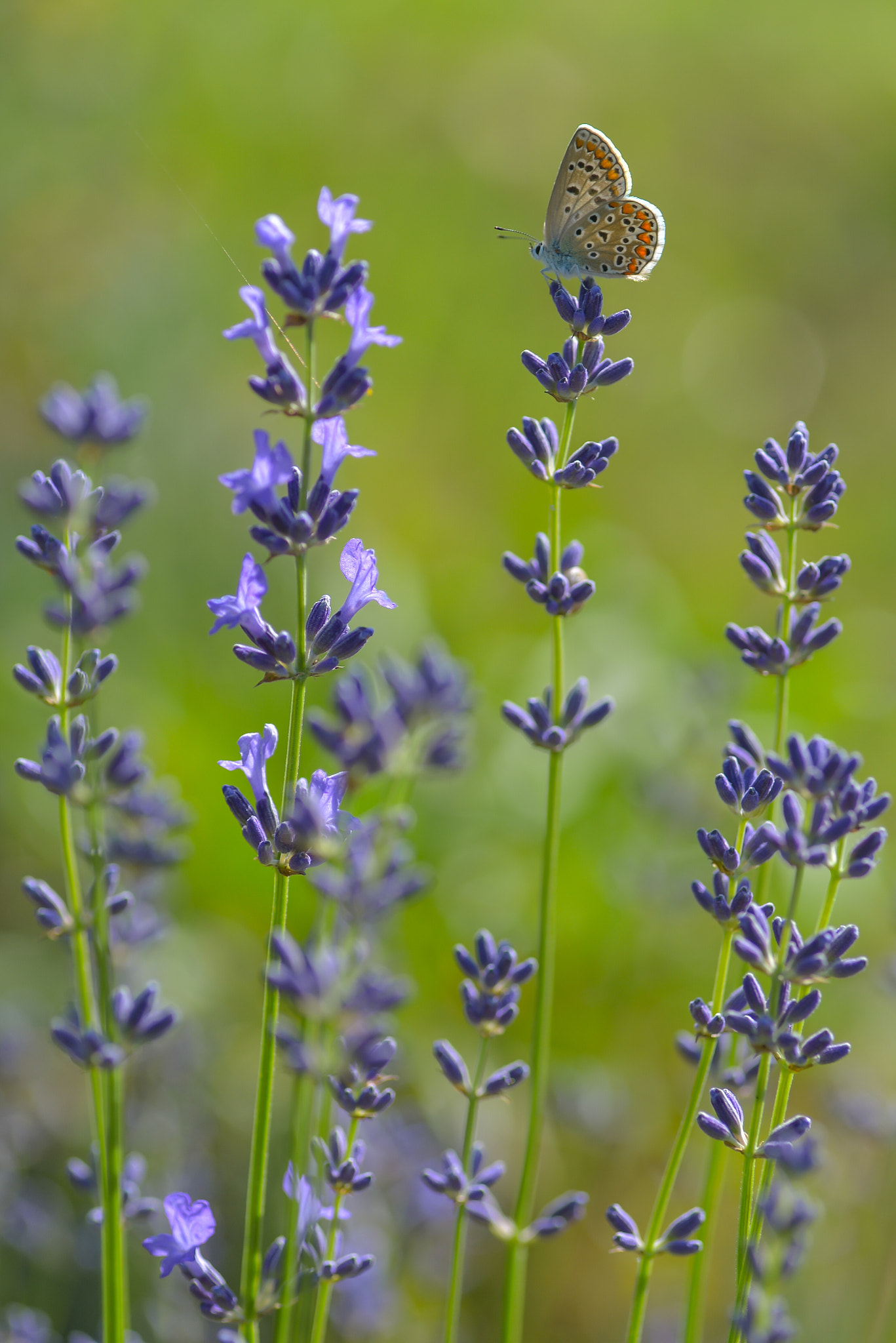 Nikon D610 sample photo. Butterfly&lavender love. photography