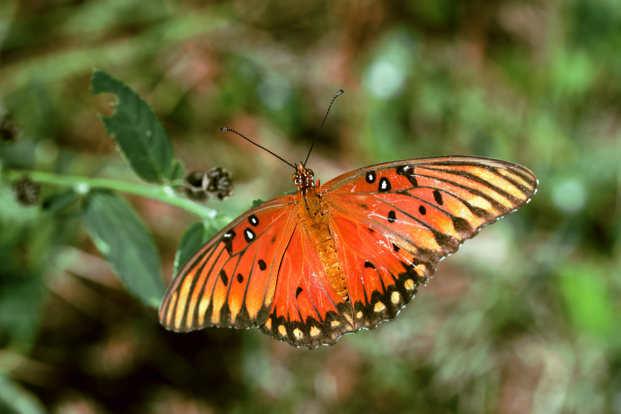 Sony a99 II + Tamron SP AF 90mm F2.8 Di Macro sample photo. Butterfly photography