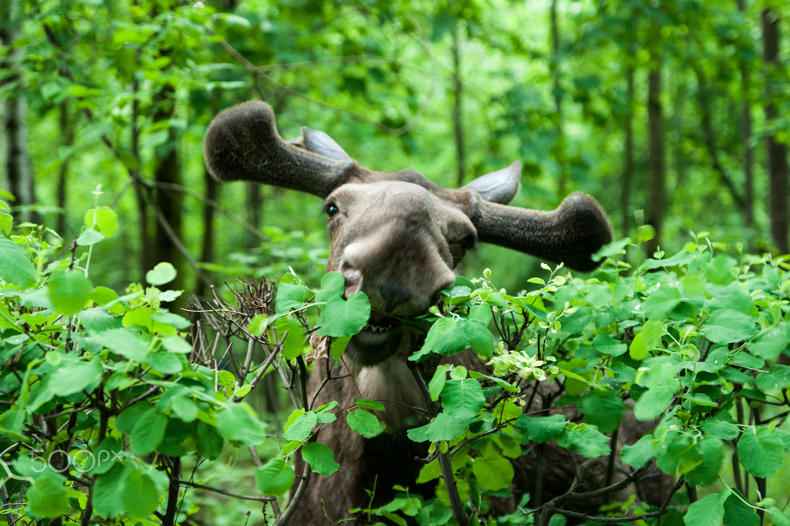 Sony Alpha DSLR-A700 sample photo. Happy elk in forest photography