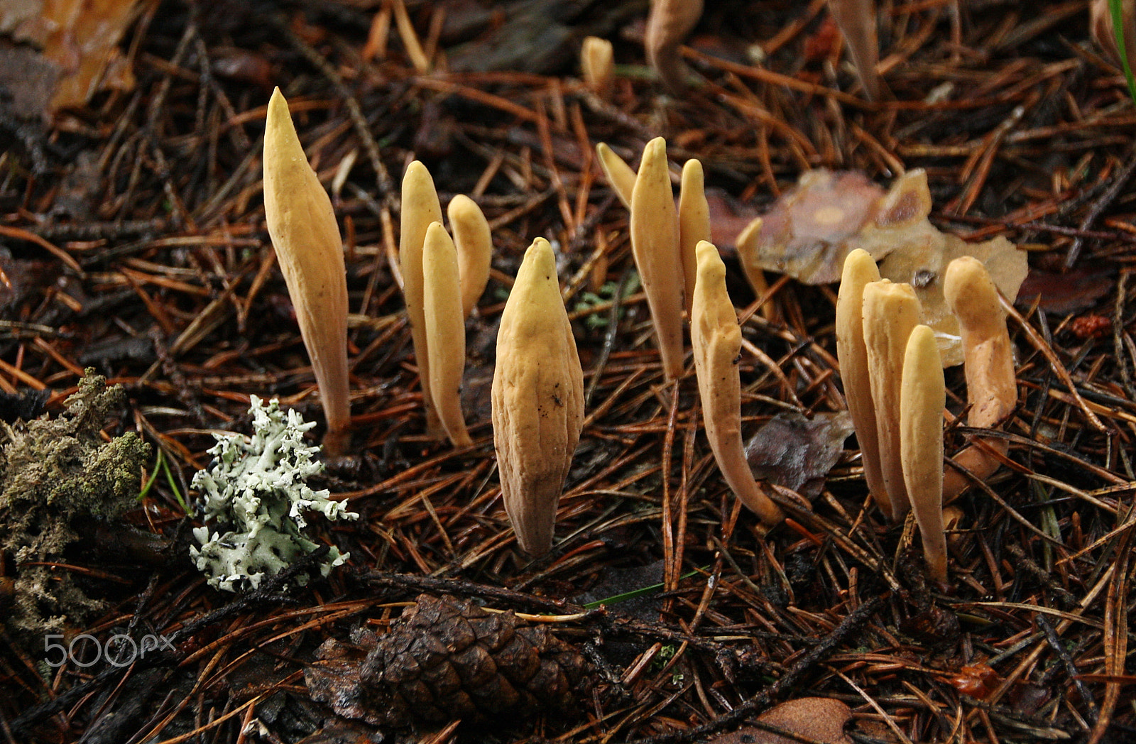 Canon EOS 1000D (EOS Digital Rebel XS / EOS Kiss F) sample photo. Strap coral (clavariadelphus ligula) photography