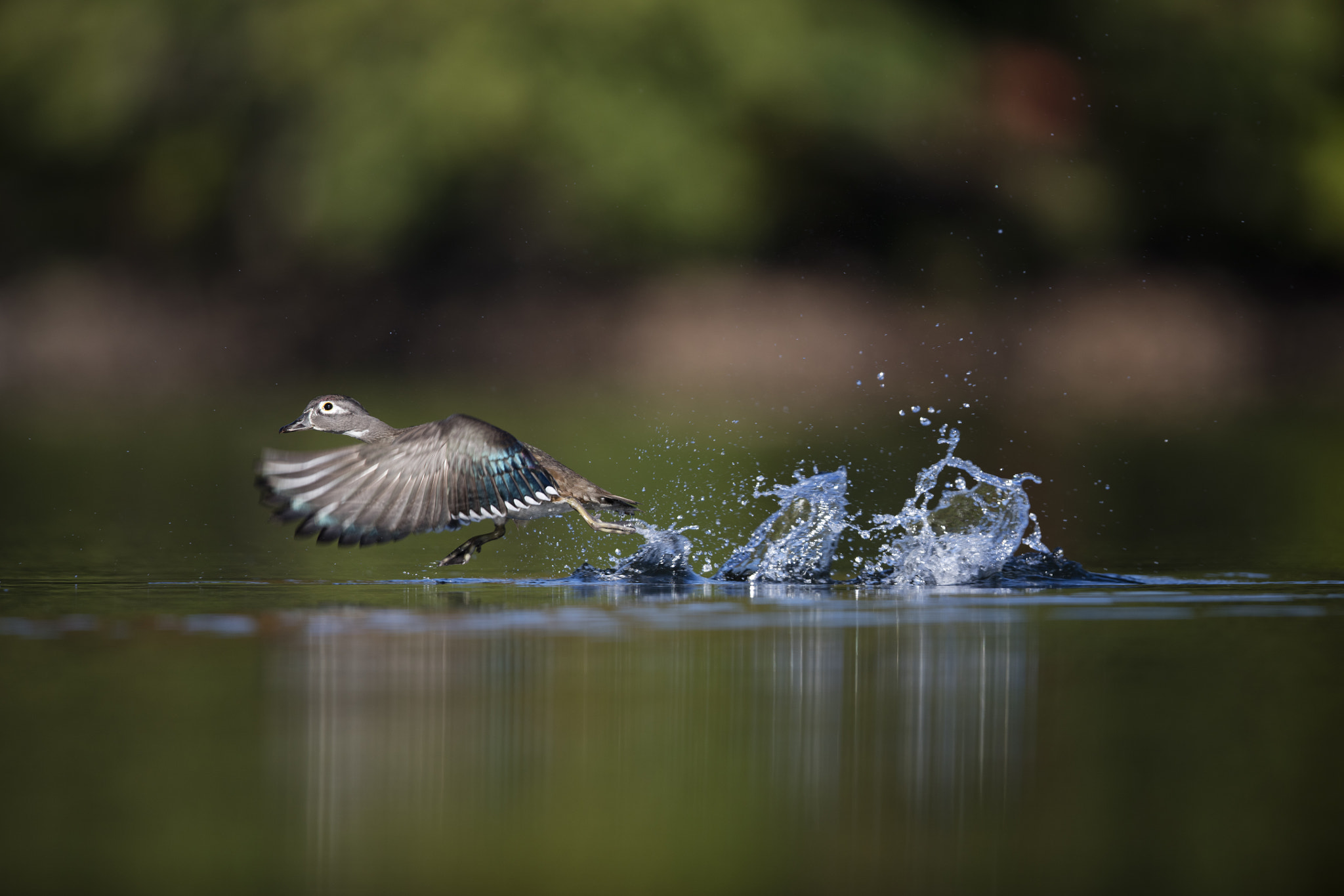 Canon EOS 5DS R sample photo. Wood duck / canard branchu (femelle) photography