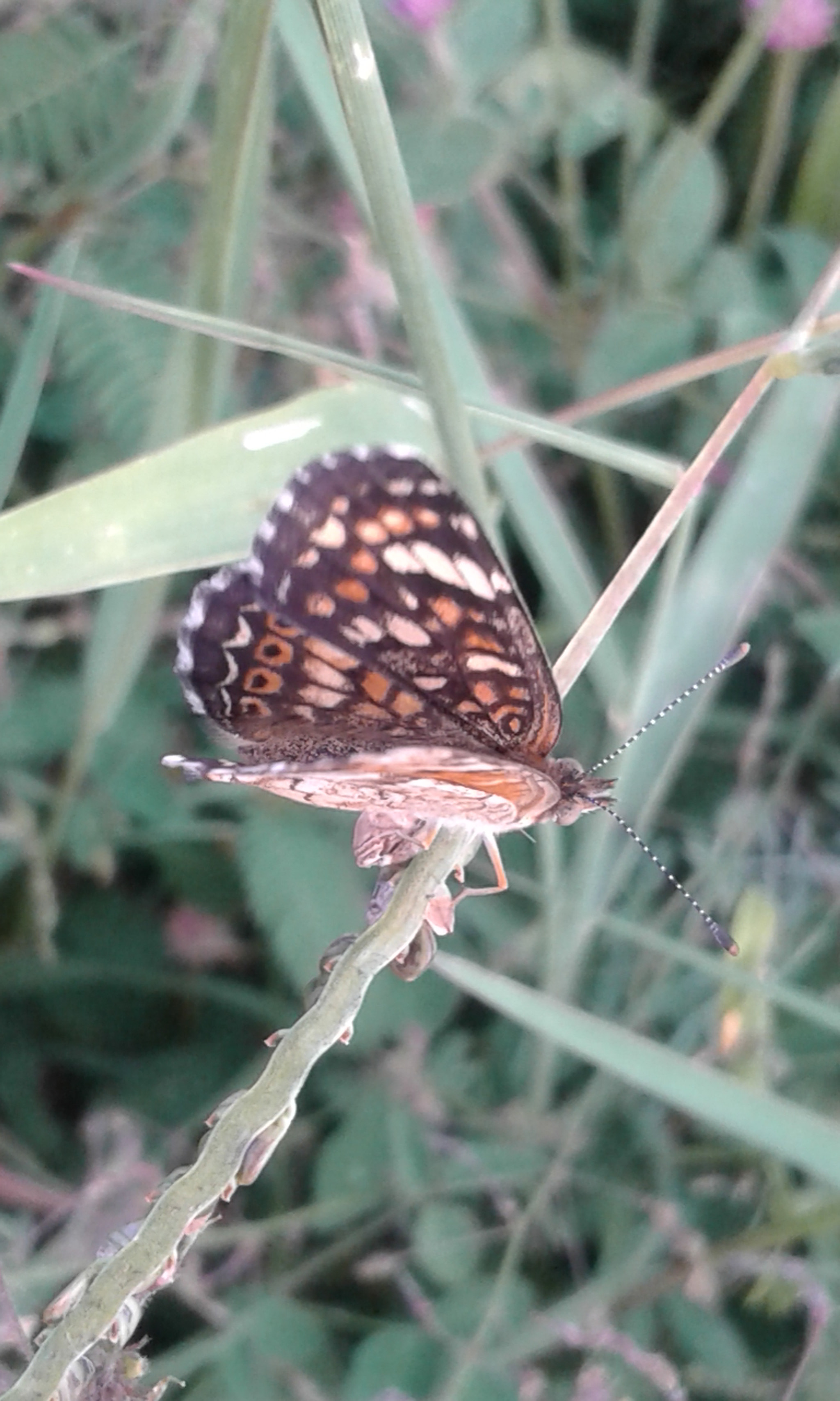 Samsung Galaxy Core2 sample photo. 20160918_184622.jpg photography