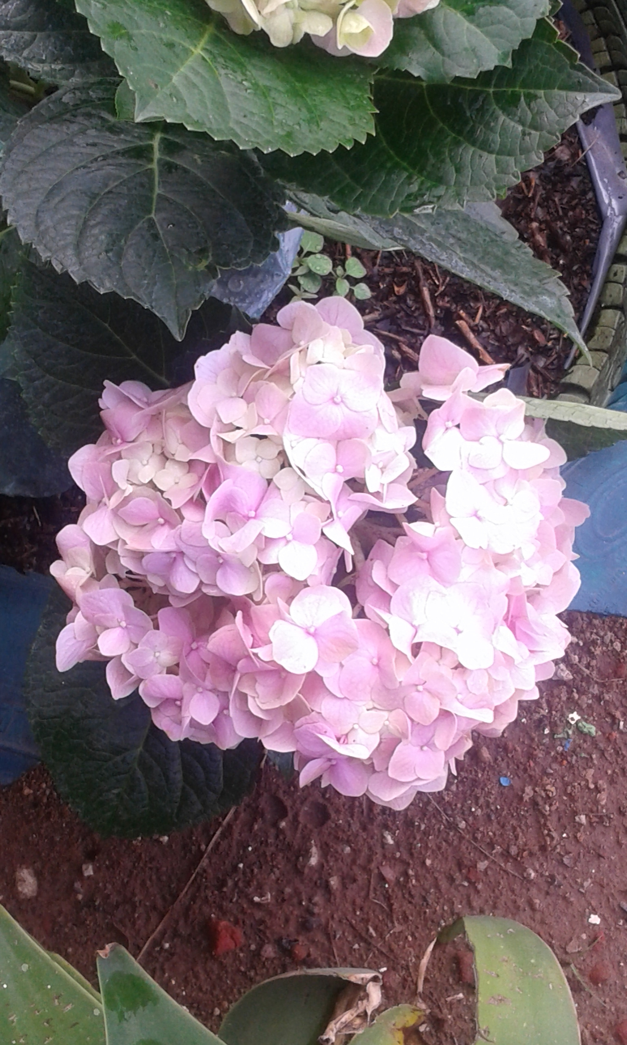 Samsung Galaxy Core2 sample photo. 20160927_164709.jpg photography