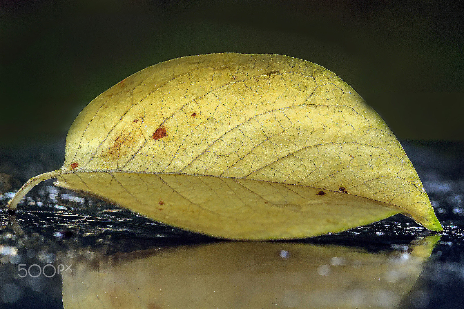 Canon EOS 7D + Canon EF 100mm F2.8L Macro IS USM sample photo. The  leaf photography