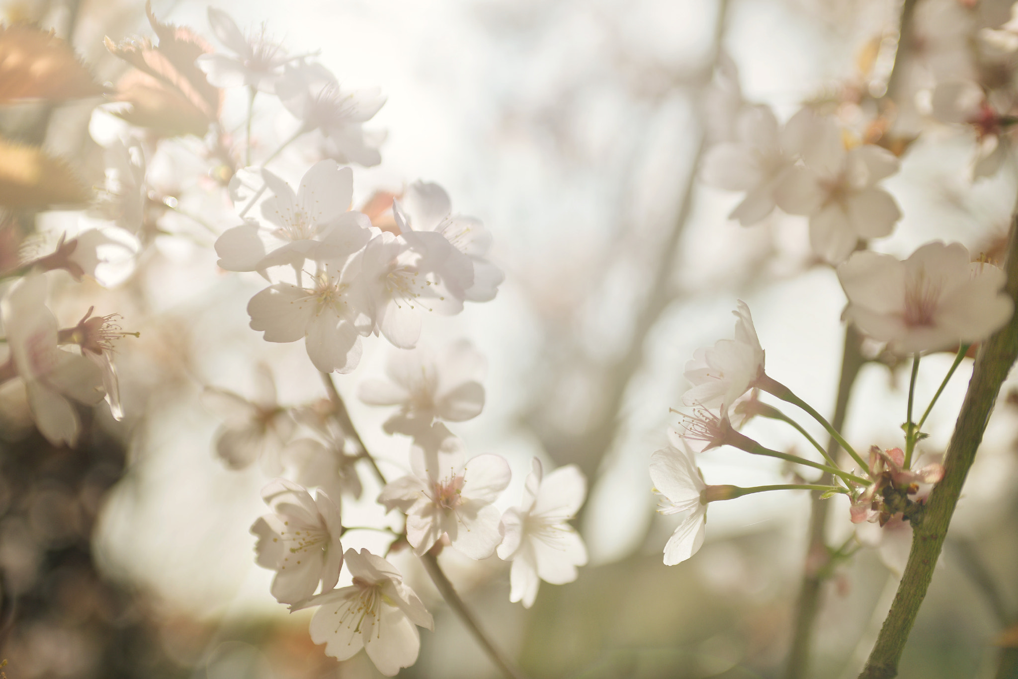 Nikon D610 + AF Zoom-Nikkor 35-70mm f/2.8D sample photo. Blossom photography