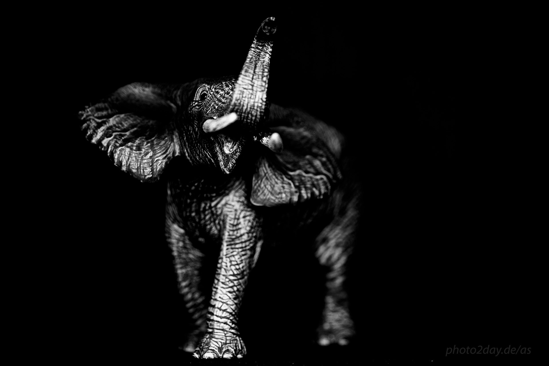 Canon EOS 5D Mark II + Sigma APO Macro 150mm f/2.8 EX DG HSM sample photo. Elephant photography