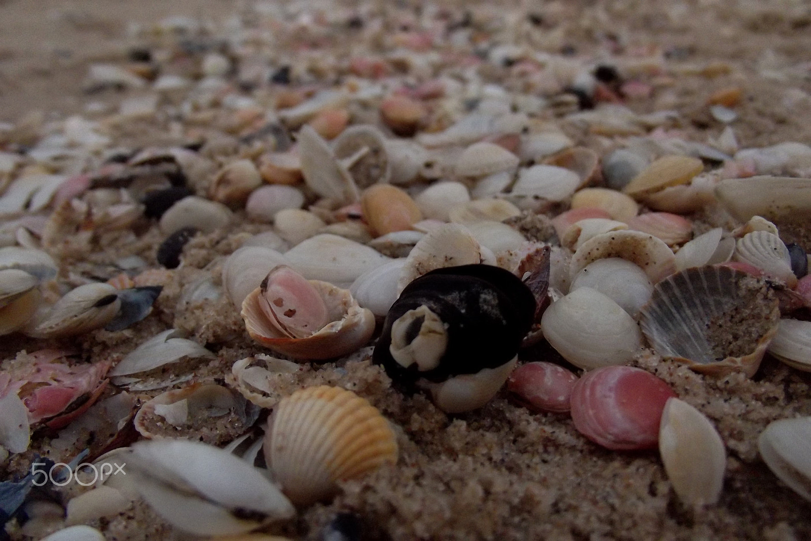 Fujifilm FinePix S2960 sample photo. Seashells photography