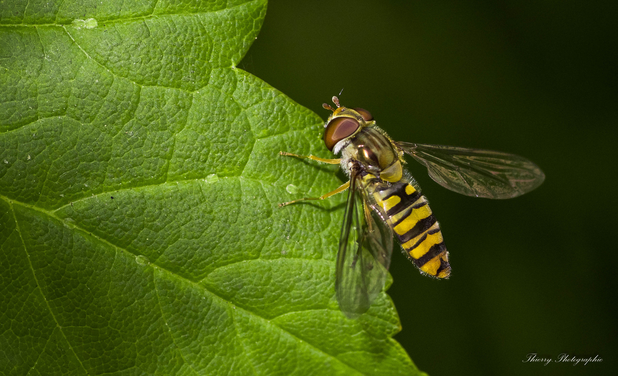 Canon EOS 80D + Tamron SP AF 90mm F2.8 Di Macro sample photo. 2522.jpg photography