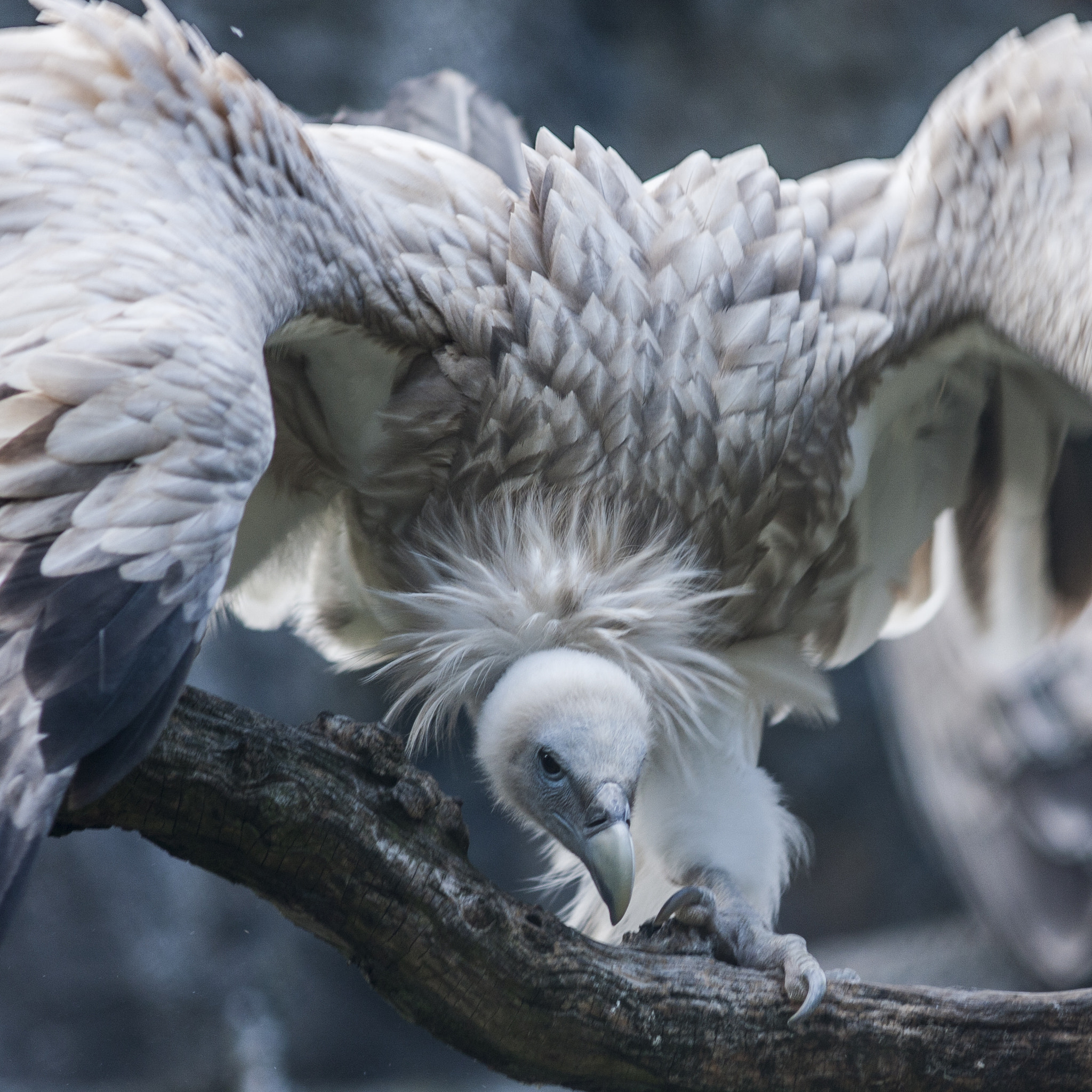 Canon EOS 40D + Canon EF 200mm F2.8L II USM sample photo. Vulture photography