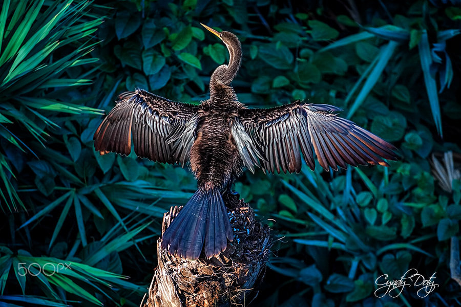 Canon EF-S 55-250mm F4-5.6 IS sample photo. Basking photography