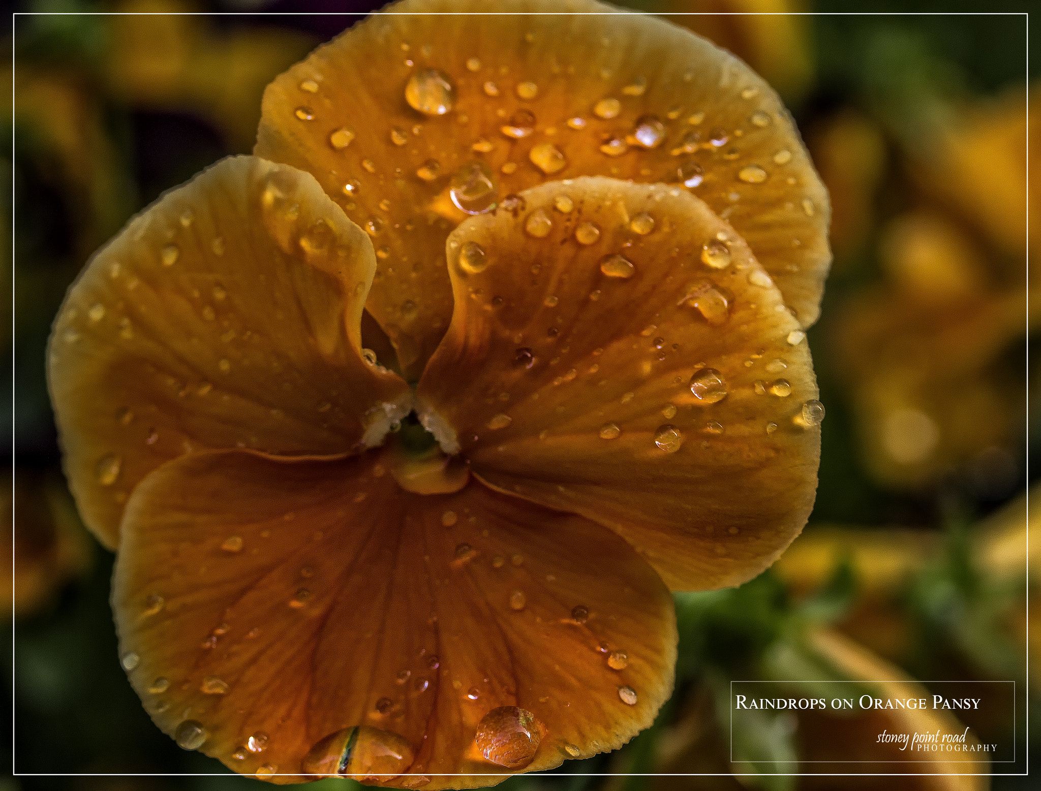 Canon EF-S 60mm F2.8 Macro USM sample photo. Raindrops orange pansy photography