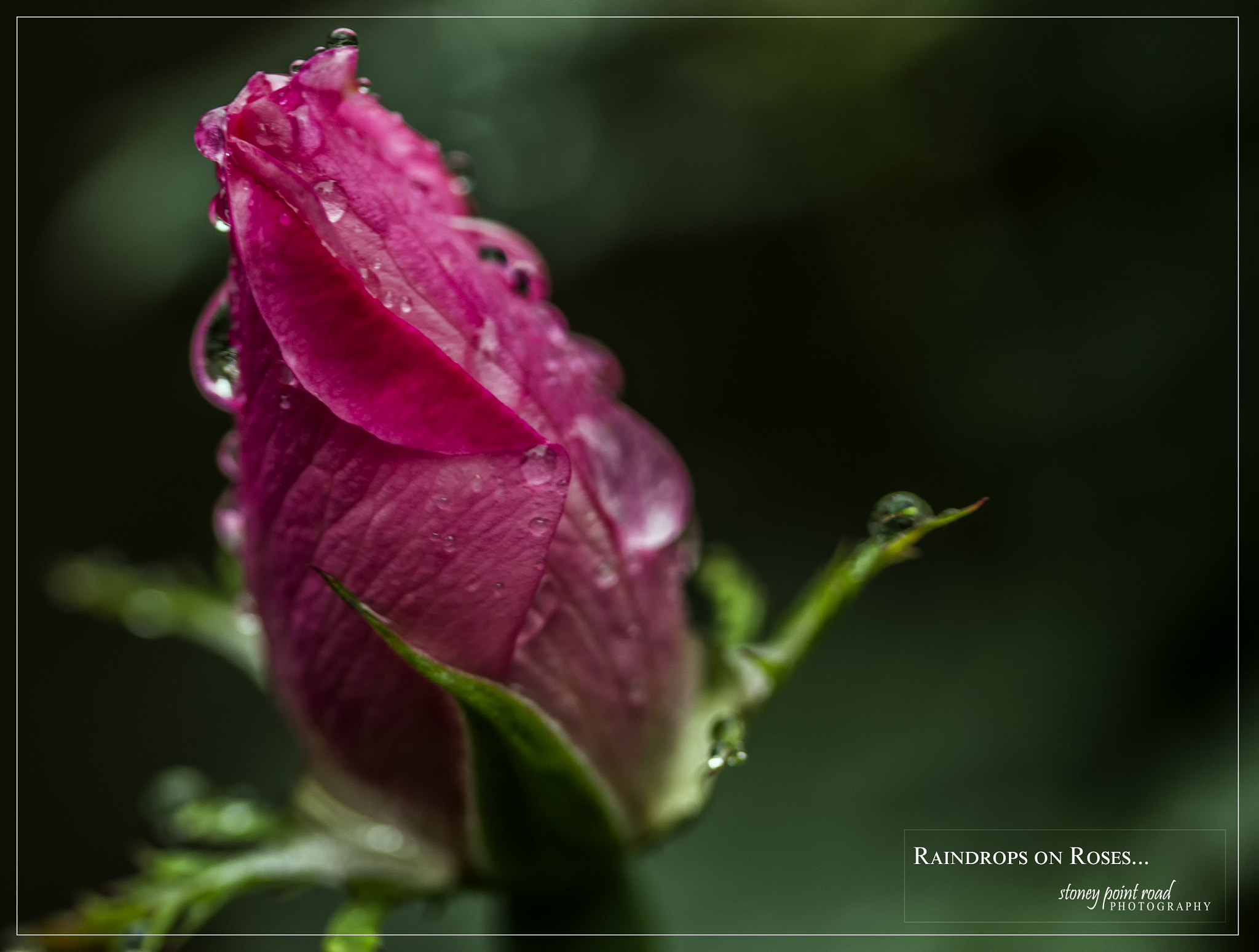 Canon EOS 550D (EOS Rebel T2i / EOS Kiss X4) sample photo. Raindrops on roses photography