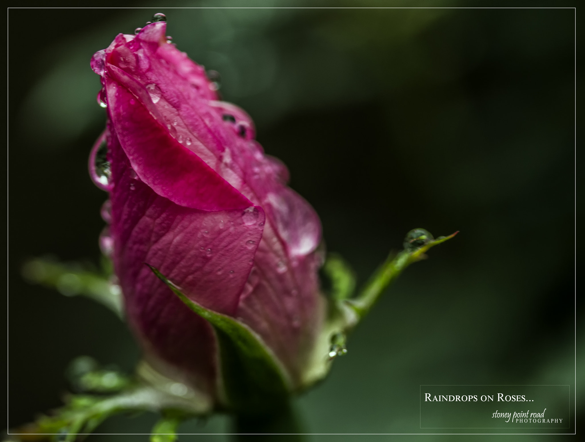 Canon EF-S 60mm F2.8 Macro USM sample photo. Raindrops on roses photography