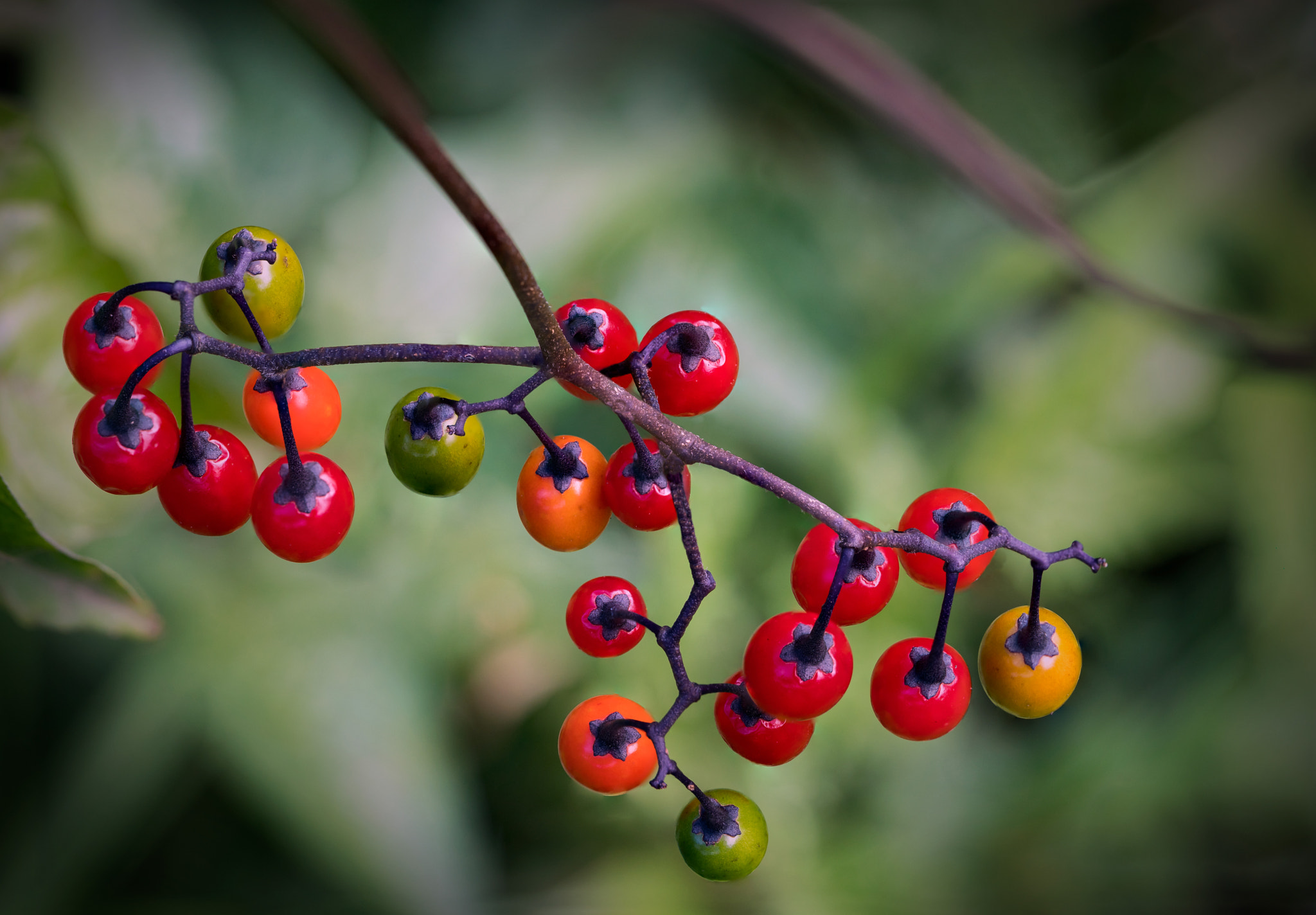 Sony a7R II + Canon EF 100mm F2.8L Macro IS USM sample photo. Nightshade seeds photography