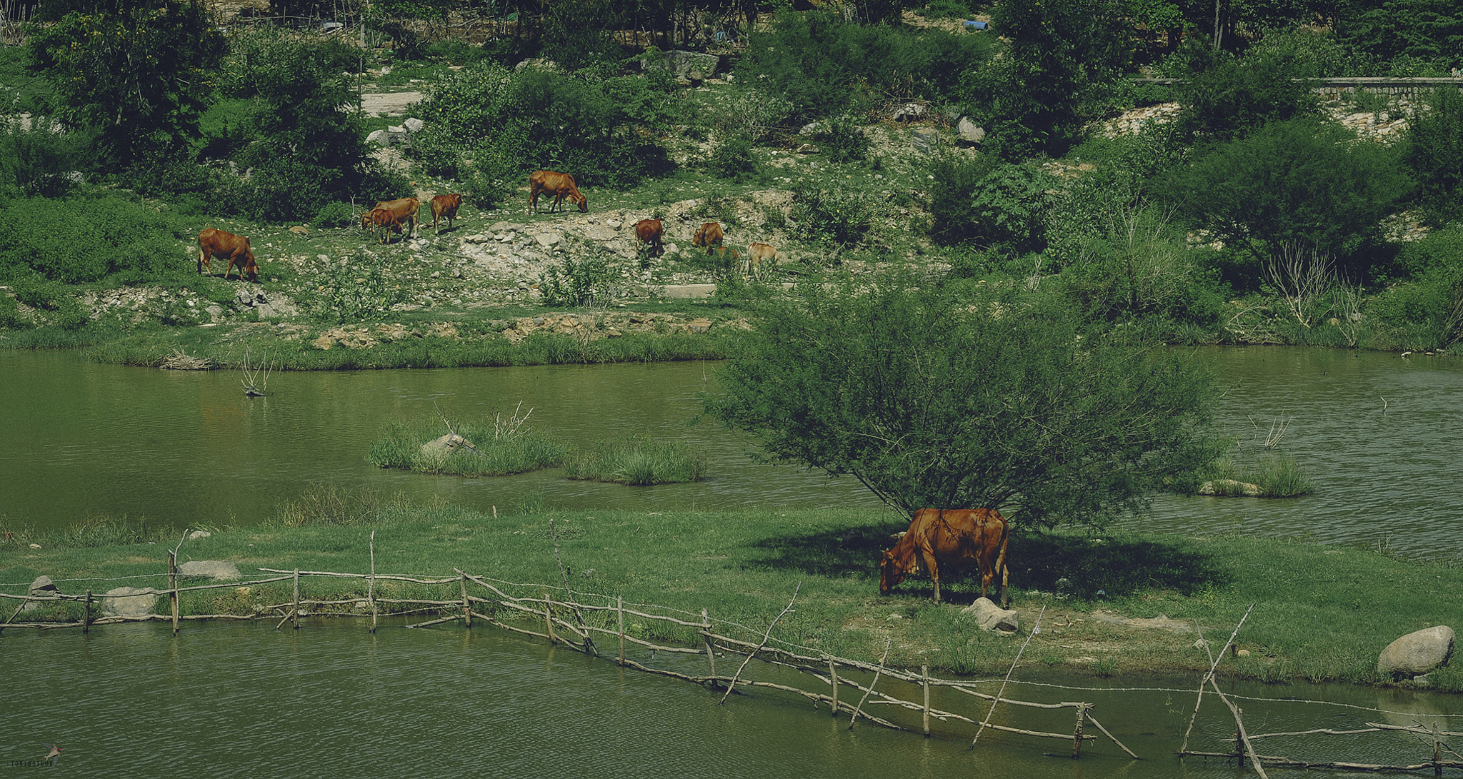 Nikon D700 + AF Nikkor 85mm f/1.8 sample photo. Cows photography