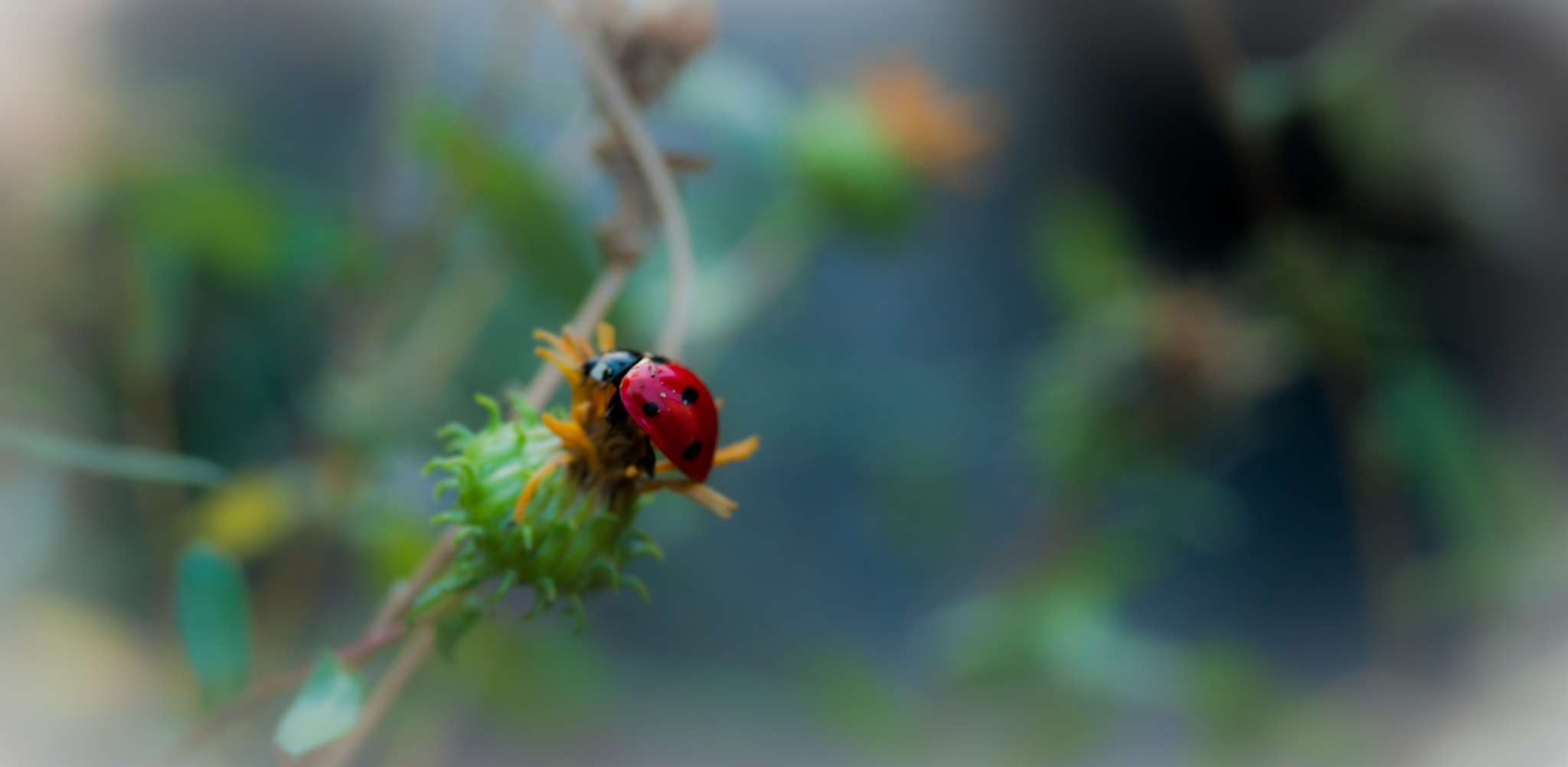 Sony Alpha DSLR-A390 sample photo. Little insect photography