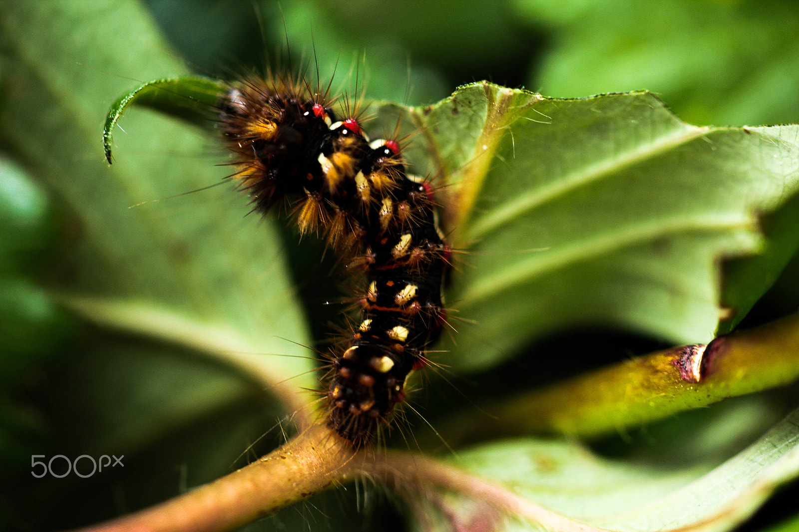 Canon EOS 600D (Rebel EOS T3i / EOS Kiss X5) + Tamron SP AF 60mm F2 Di II LD IF Macro sample photo. Small worm (acronicta rumicis) photography