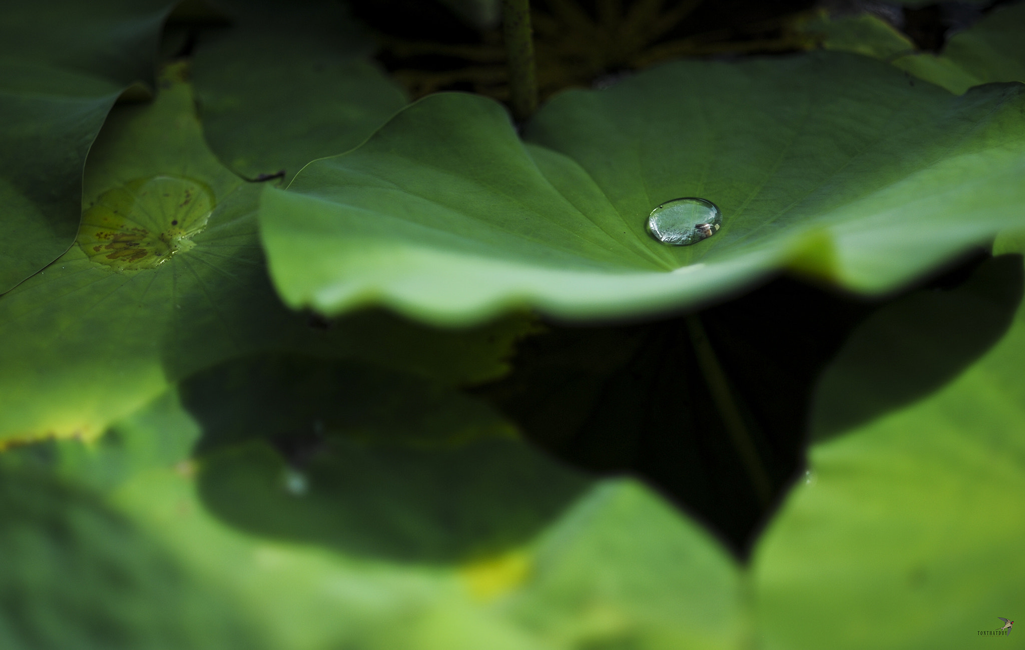 Nikon D700 sample photo. Lotus leafs photography