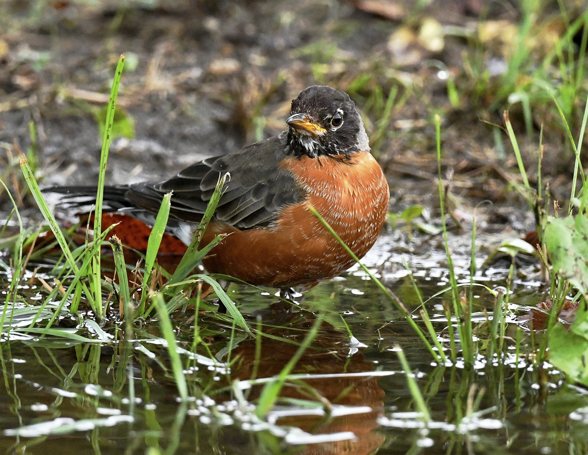 Nikon AF-S Nikkor 800mm F5.6E FL ED VR sample photo. Day at the lake photography