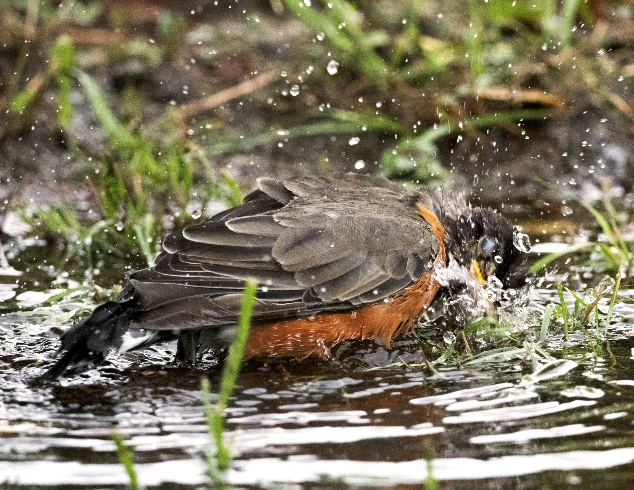Nikon AF-S Nikkor 800mm F5.6E FL ED VR sample photo. Day at the lake photography
