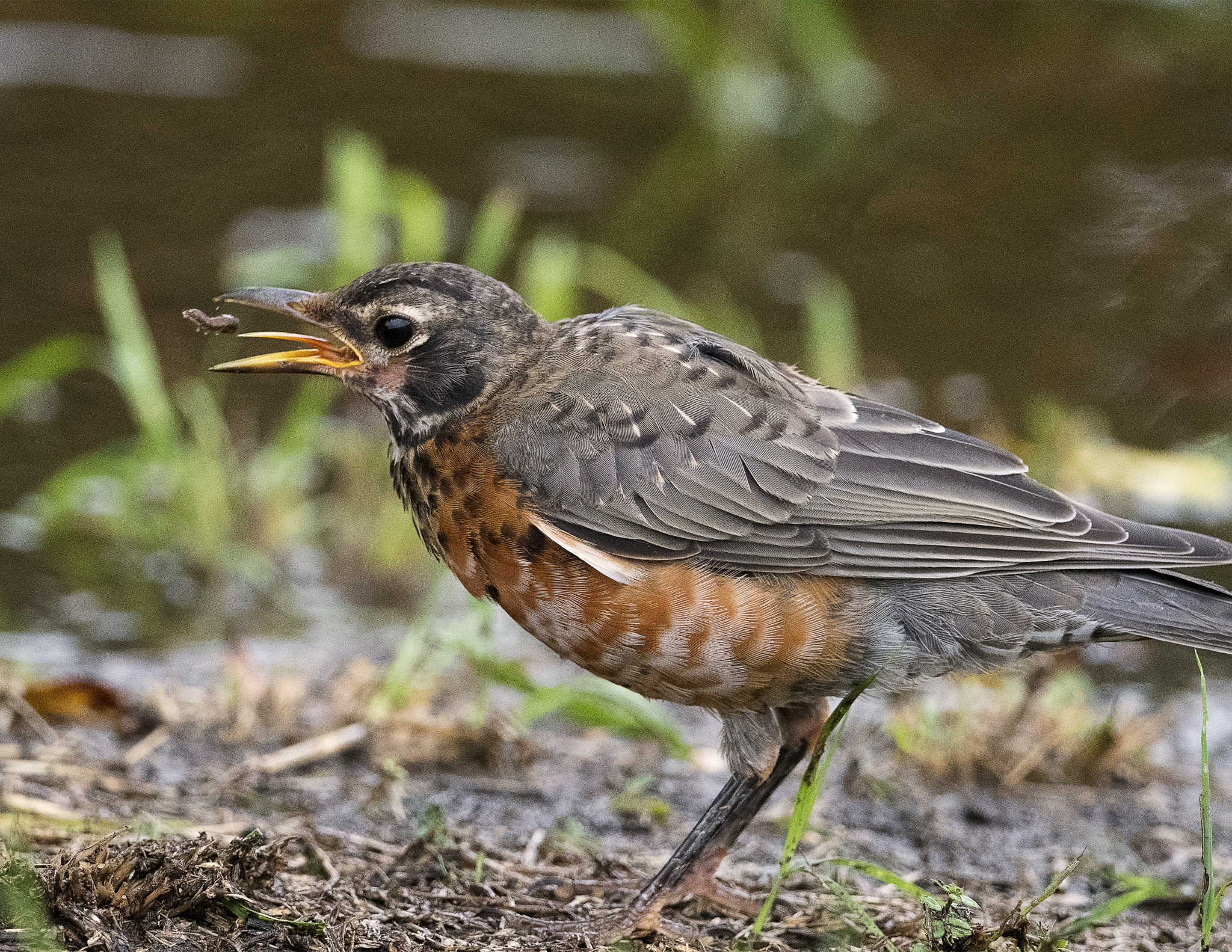 Nikon AF-S Nikkor 800mm F5.6E FL ED VR sample photo. Day at the lake photography
