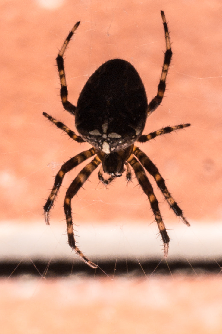 Canon EF-S 24mm F2.8 STM sample photo. Spider photography