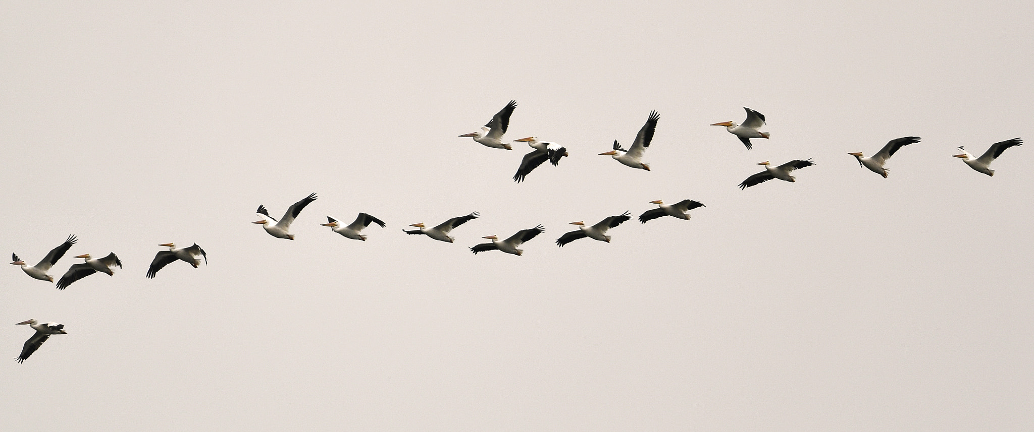 Nikon AF-S Nikkor 800mm F5.6E FL ED VR sample photo. Day at the lake photography