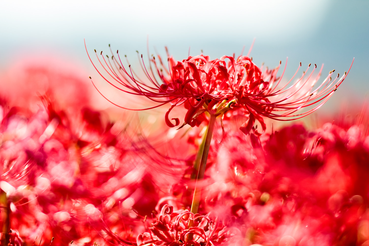 Canon EOS M3 + Canon EF 300mm F4L IS USM sample photo. Cluster amaryllis photography